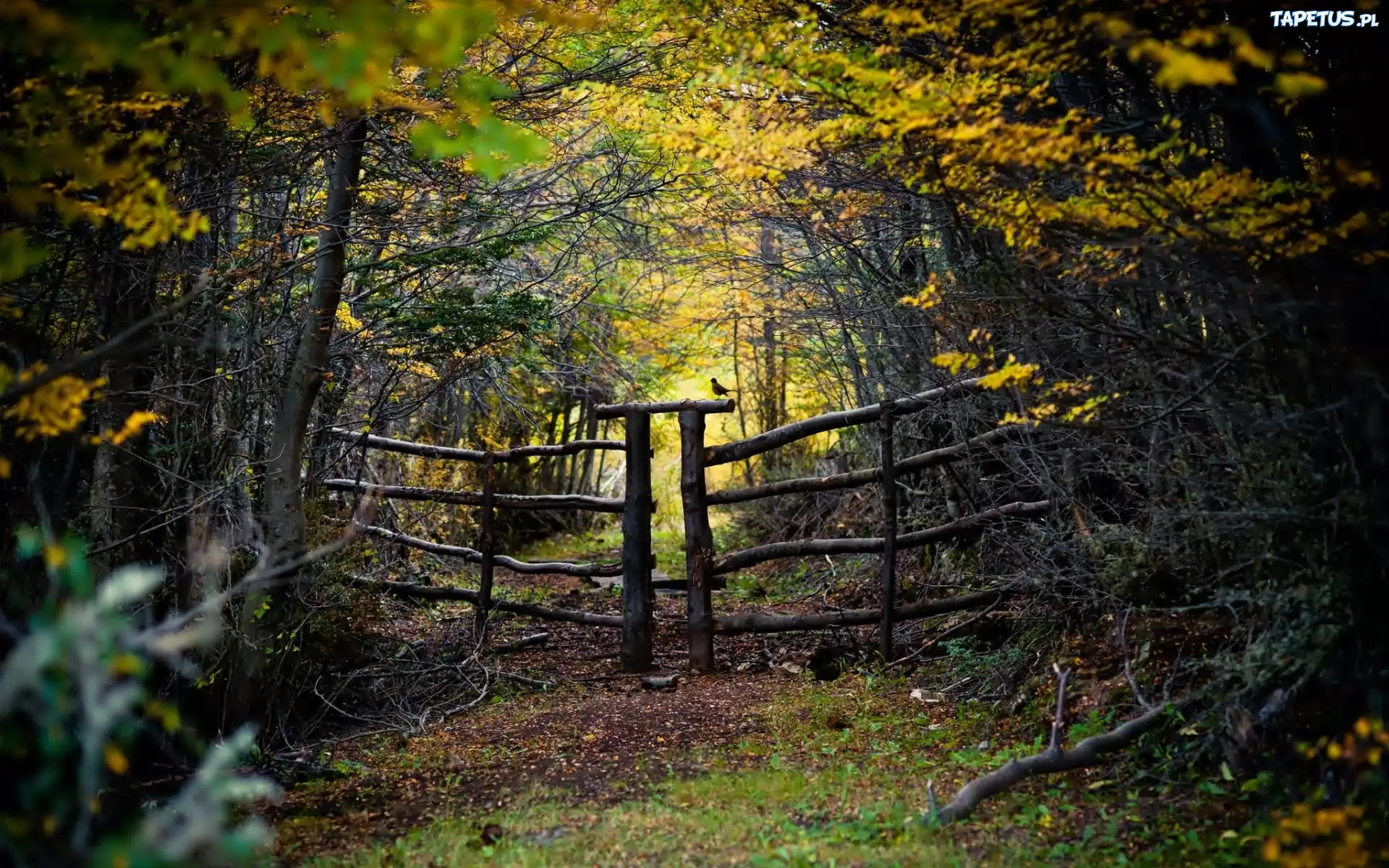 забор изгородь дорога лес the fence road forest бесплатно