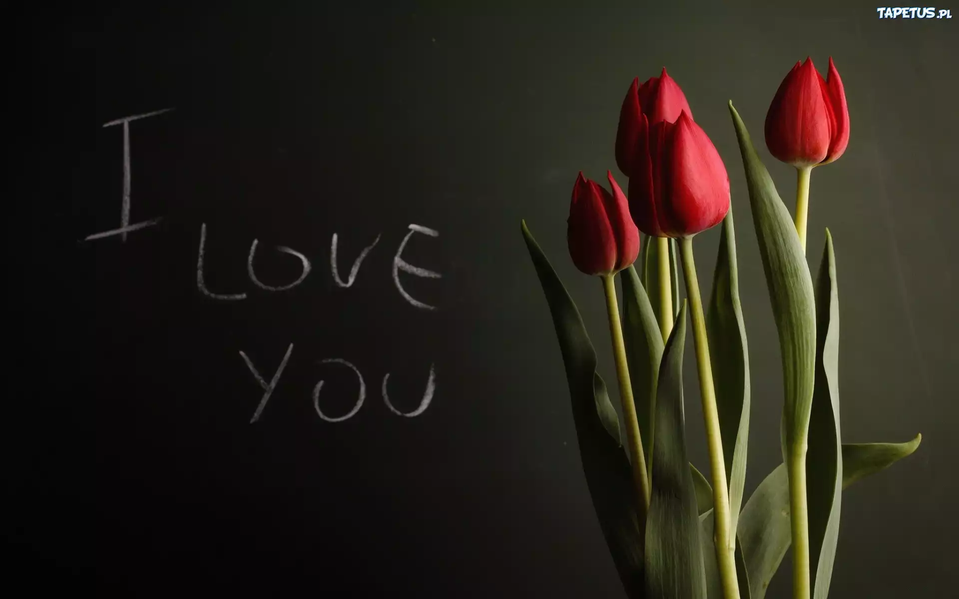 Tulipany, Love
