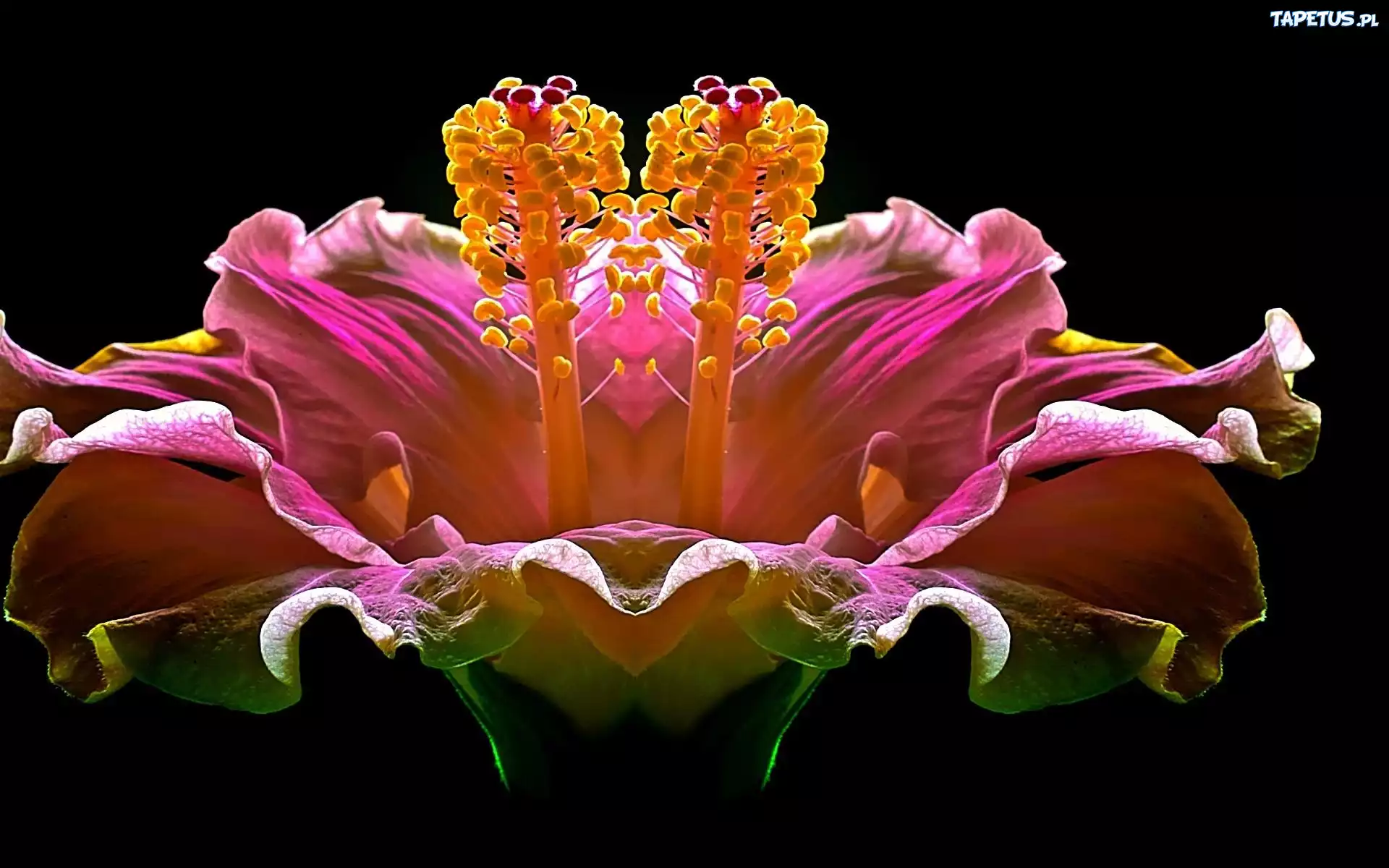 Kwiat, Hibiskus