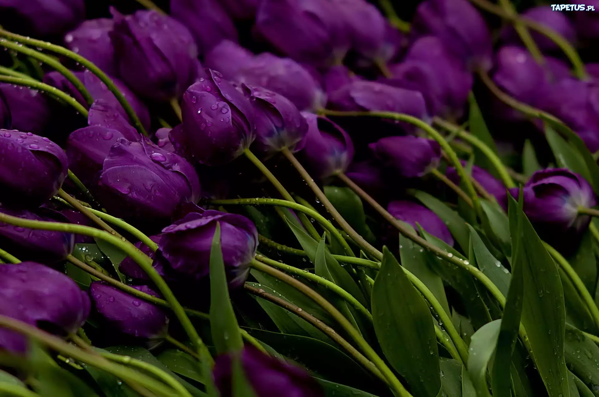 Fioletowe, Tulipany