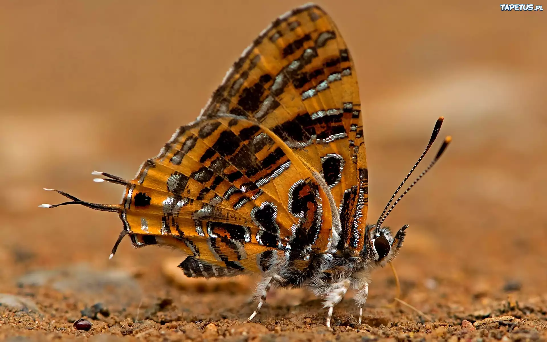 Motyl