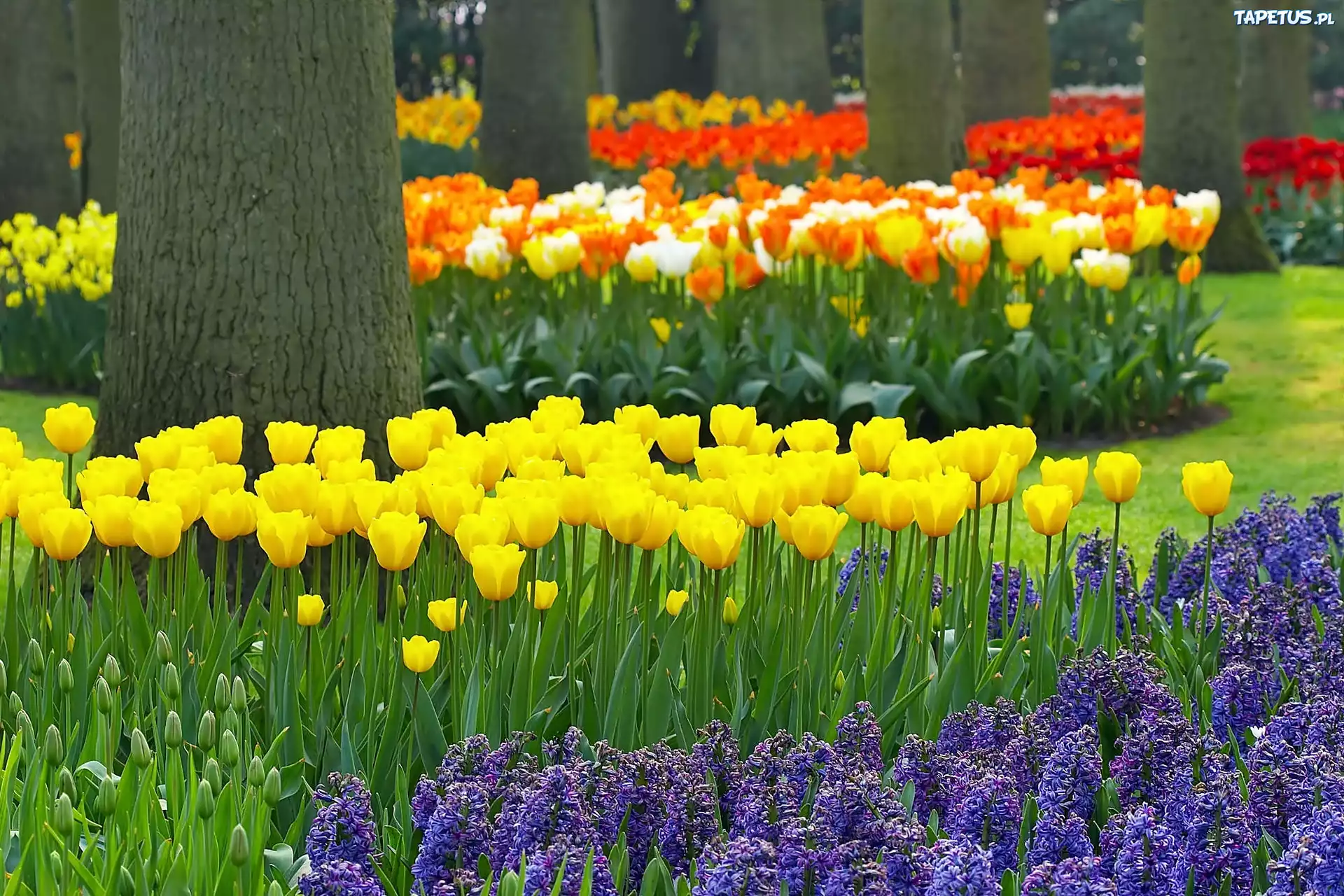 Park, Keukenhof, Lisse, Wiosna, Kwiaty, Rozmycie