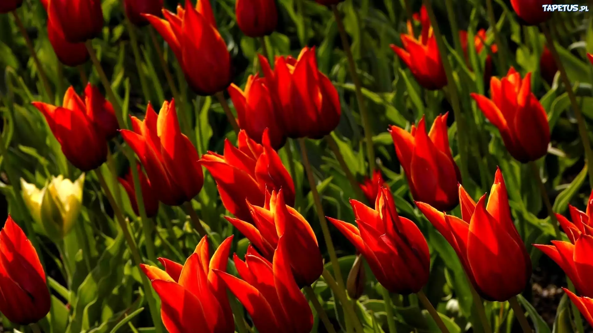 Tulipany
