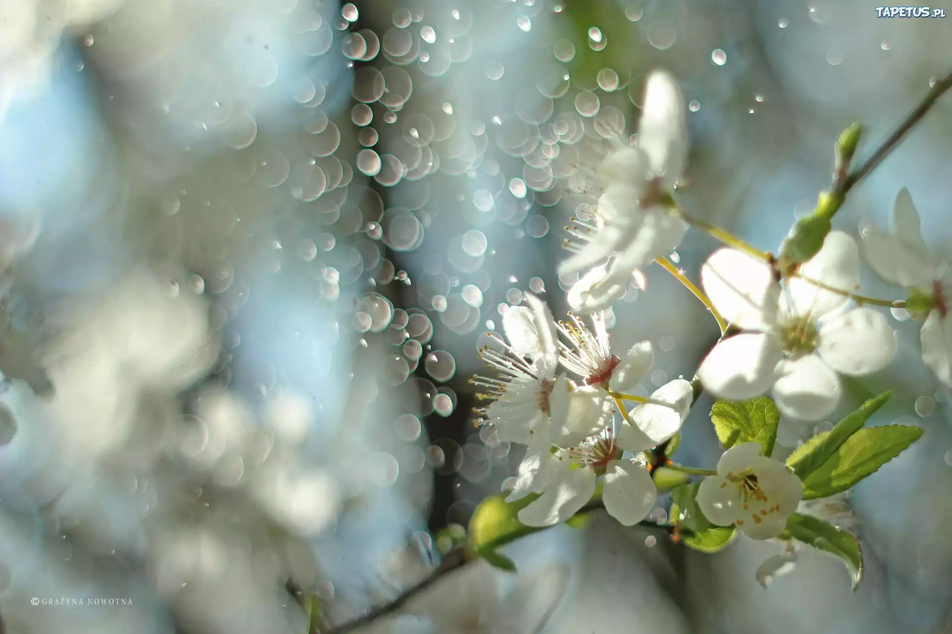 Białe, Kwiaty, Drzewo, Owocowe, Bokeh