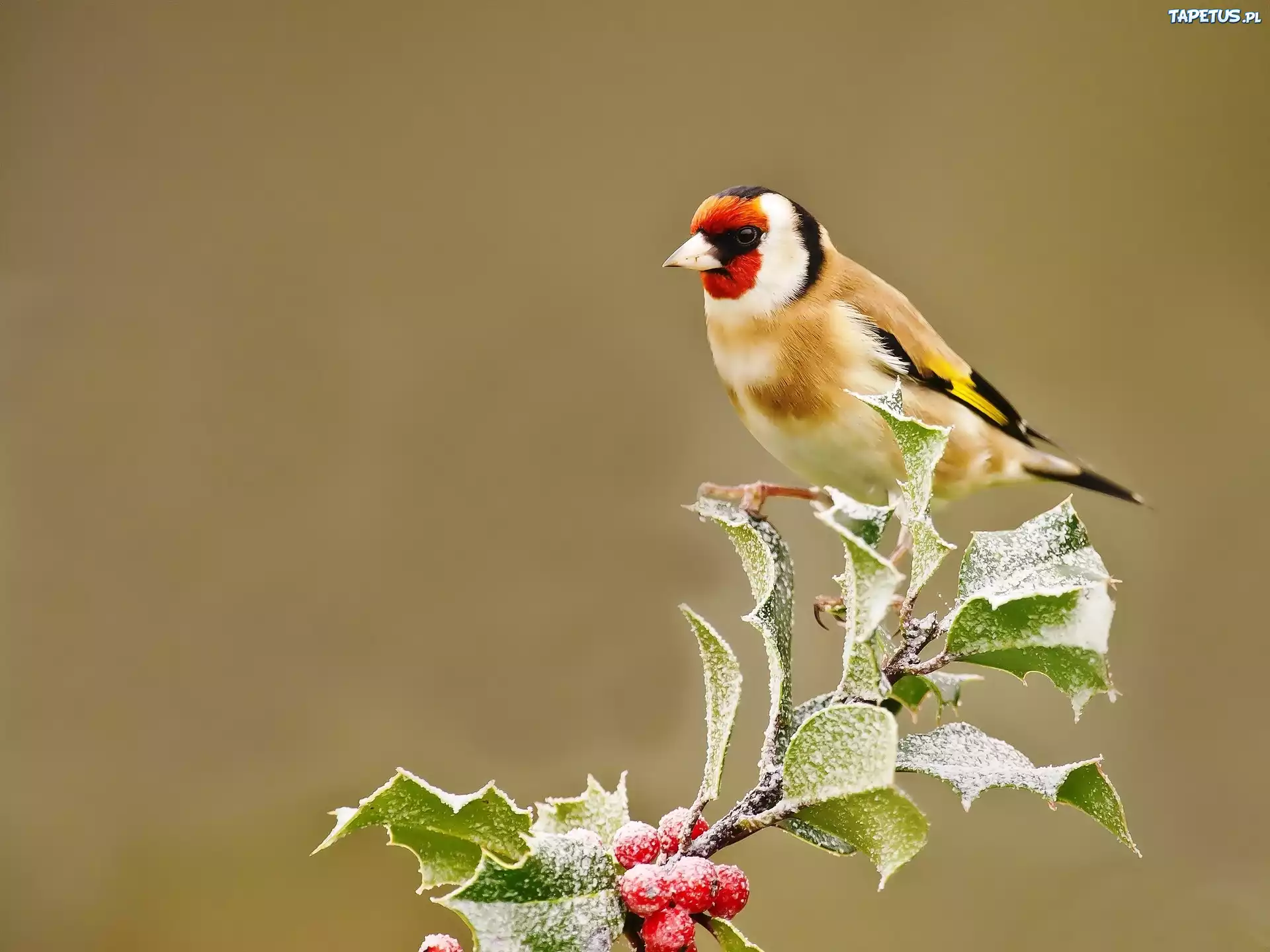 птичка ветка bird branch загрузить