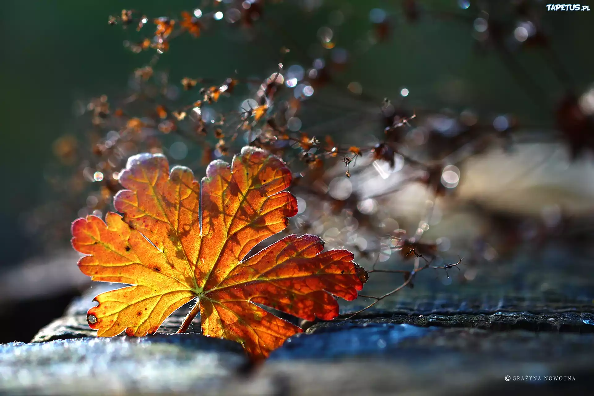 Jesienny, Liść, Suszki, Bokeh