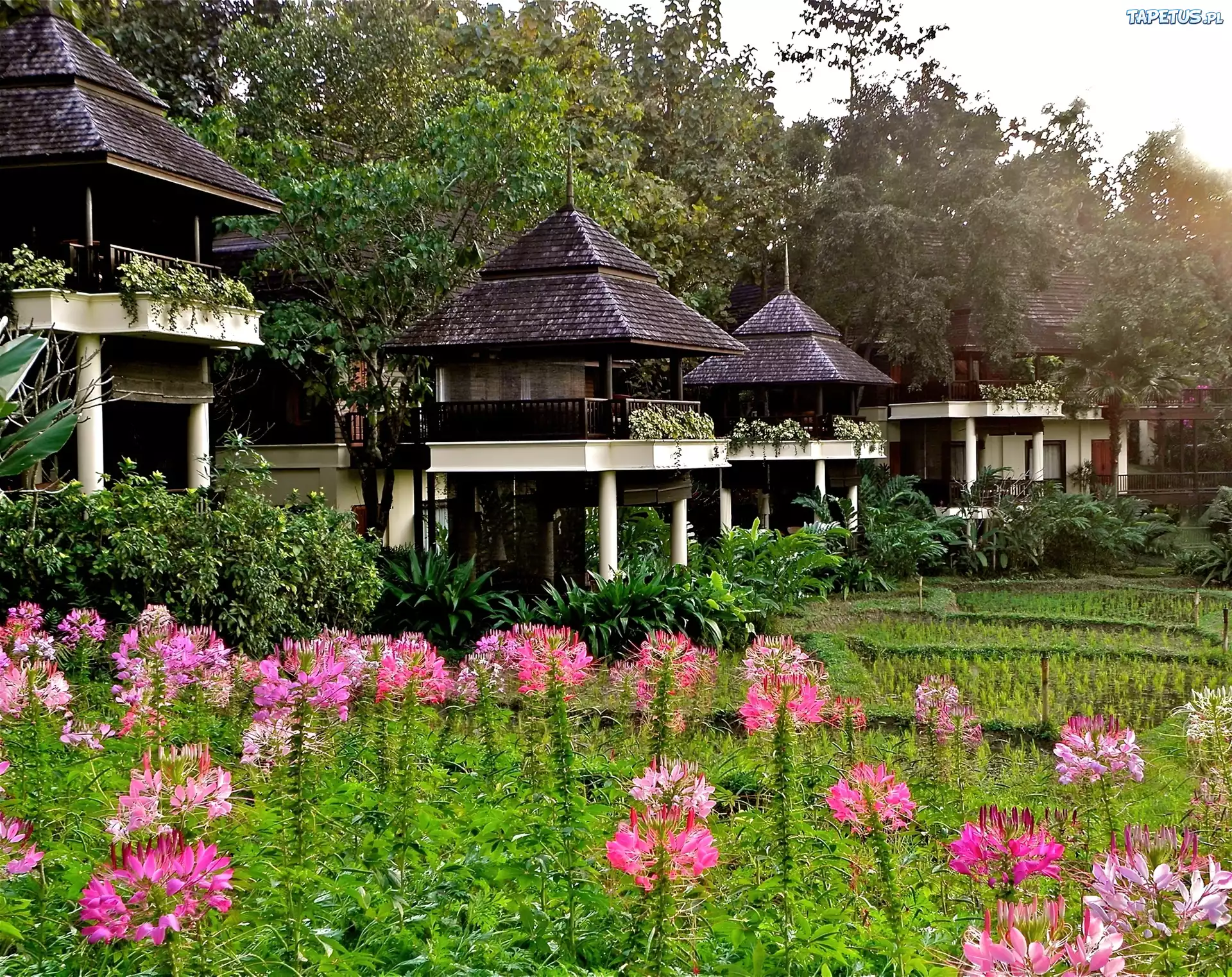 Hotelowe, Domki, Chaing Mai, Tajlandia