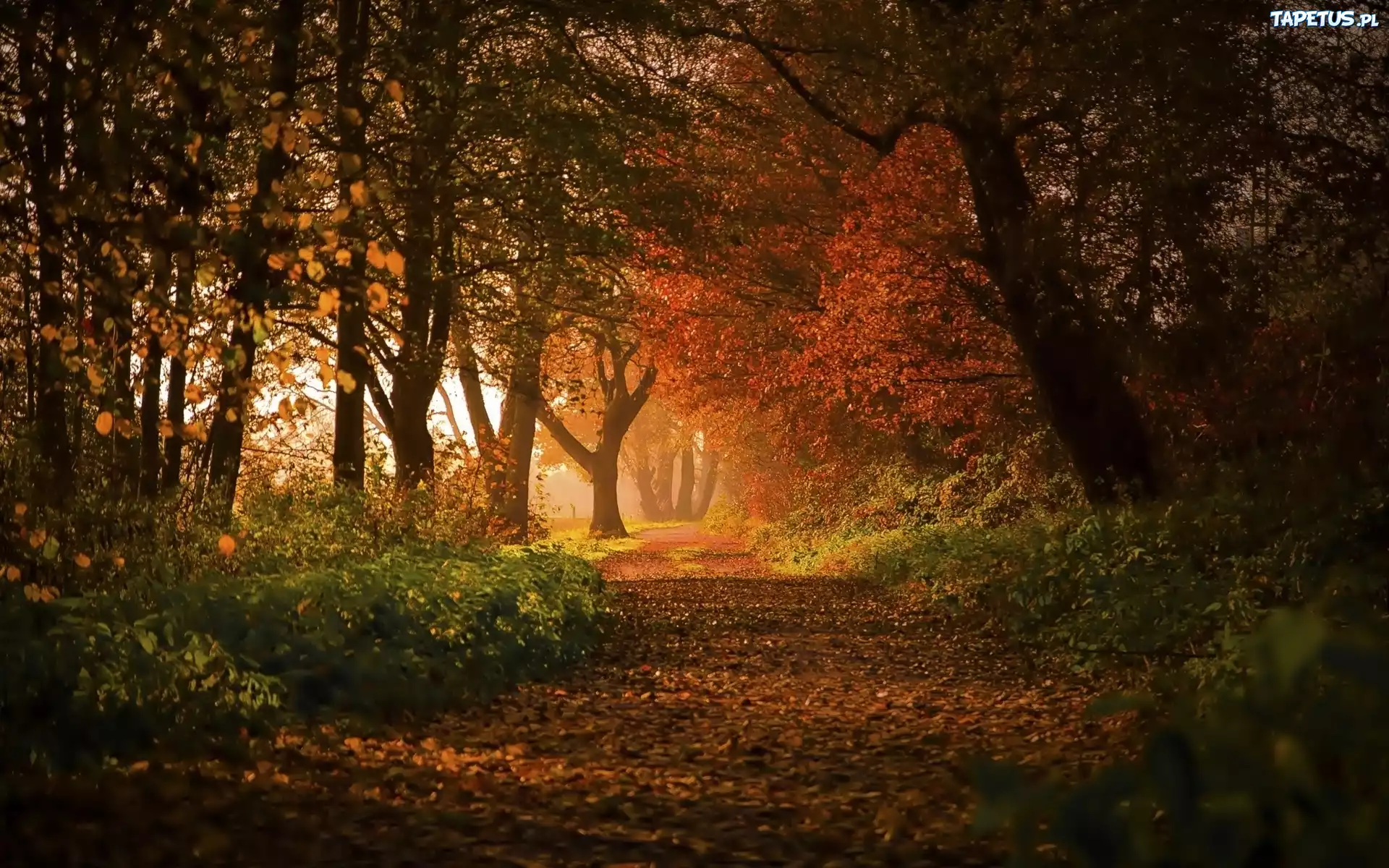 Park, Aleja, Drzewa, Liście, Jesień