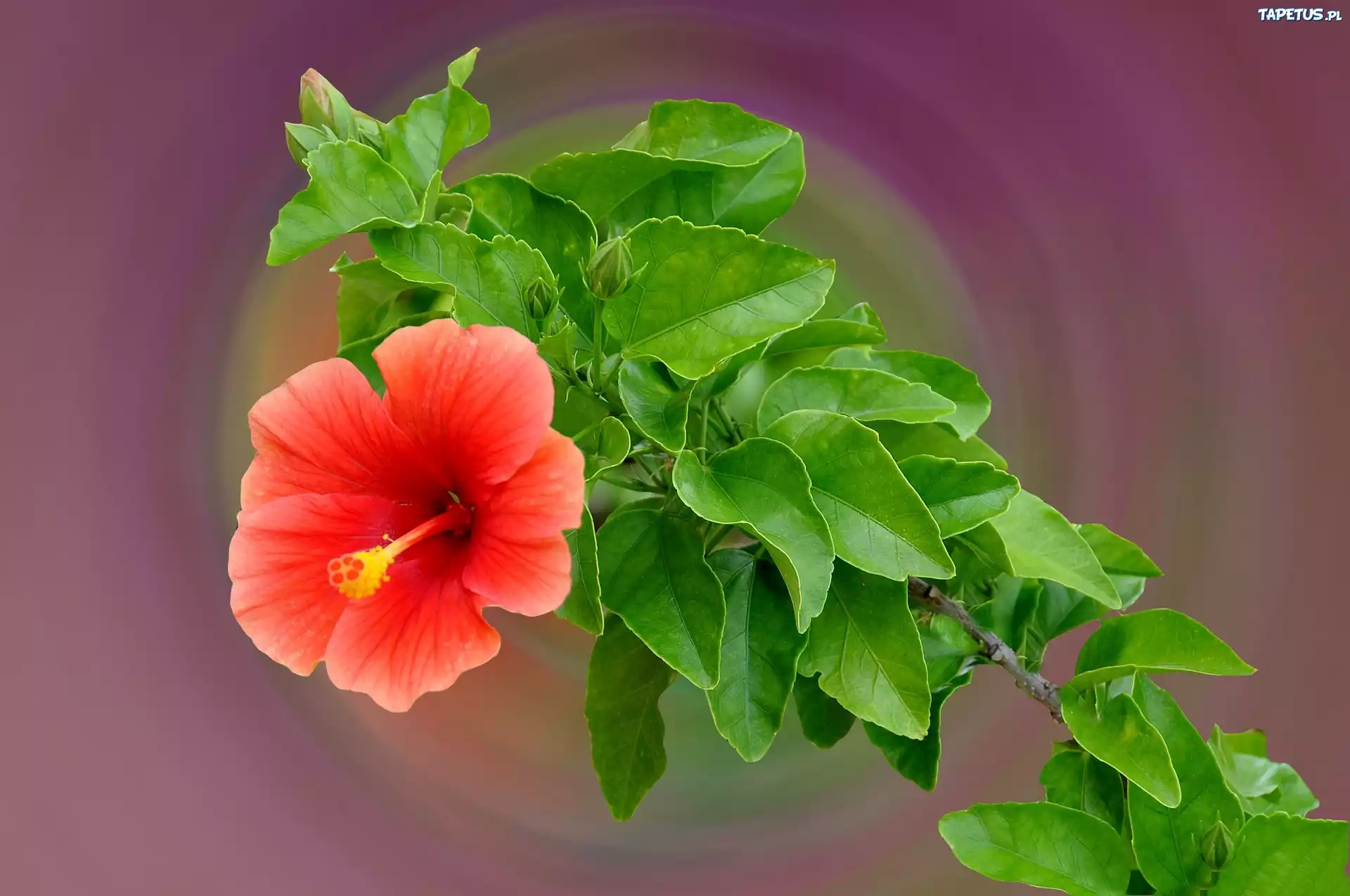 Kwiat, Hibiskus, Liście