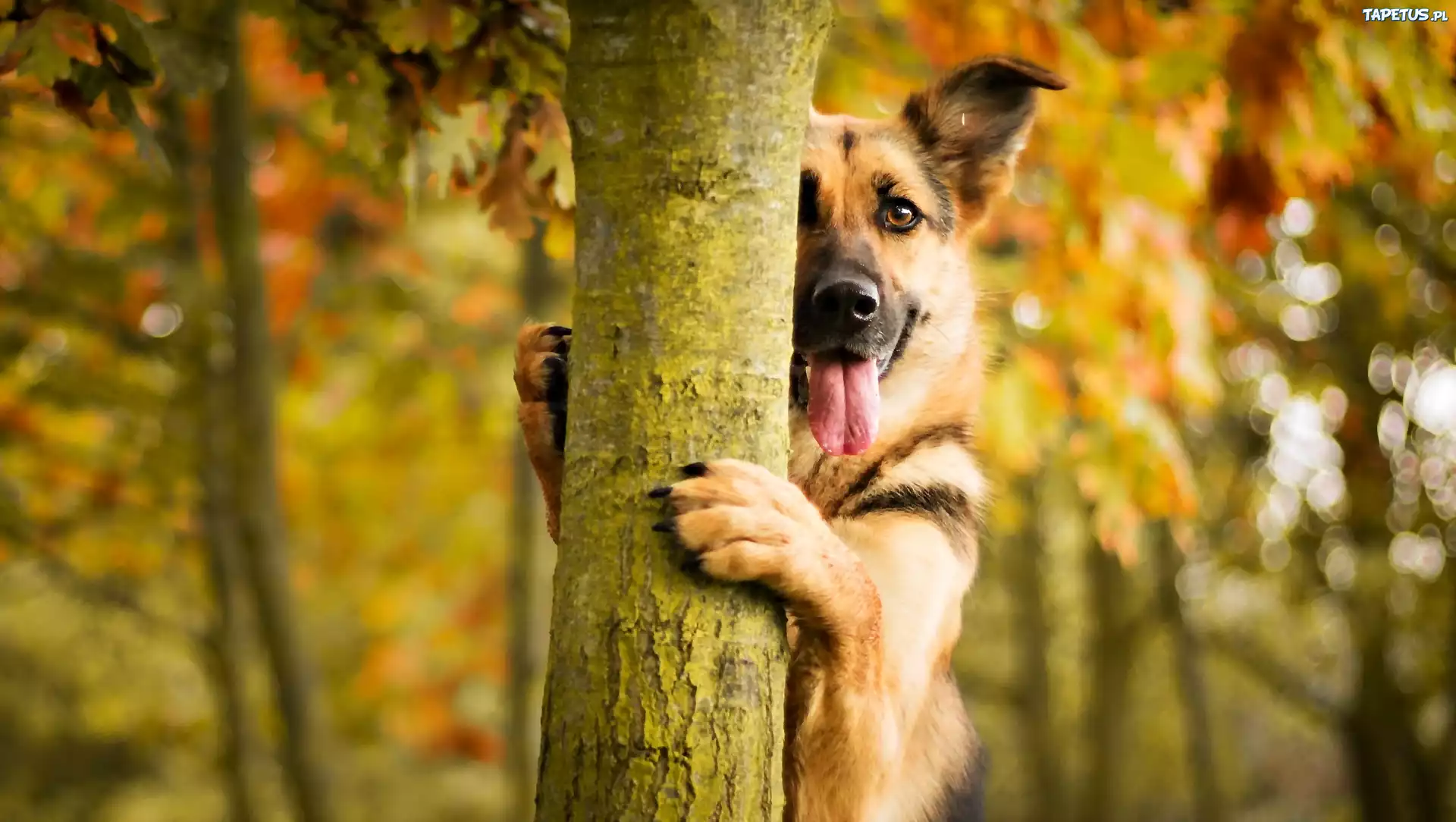 собака язык деревья березки бесплатно