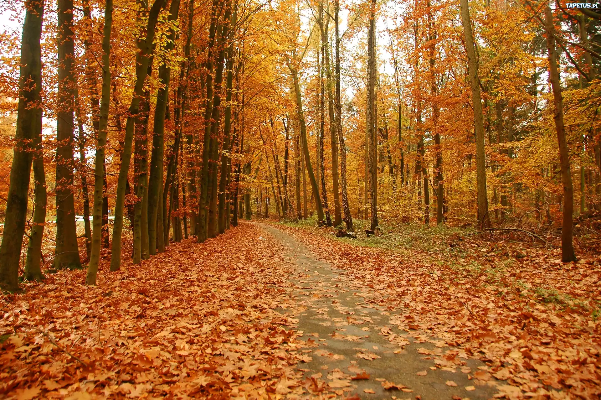 Jesień, Droga, Park, Jesienne, Liście