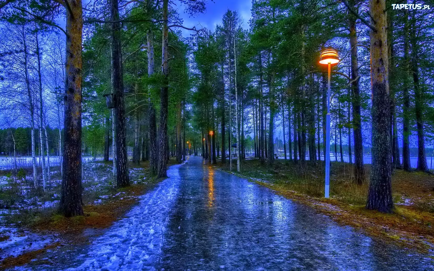 Park, Drzewa, Chodnik, Lampy