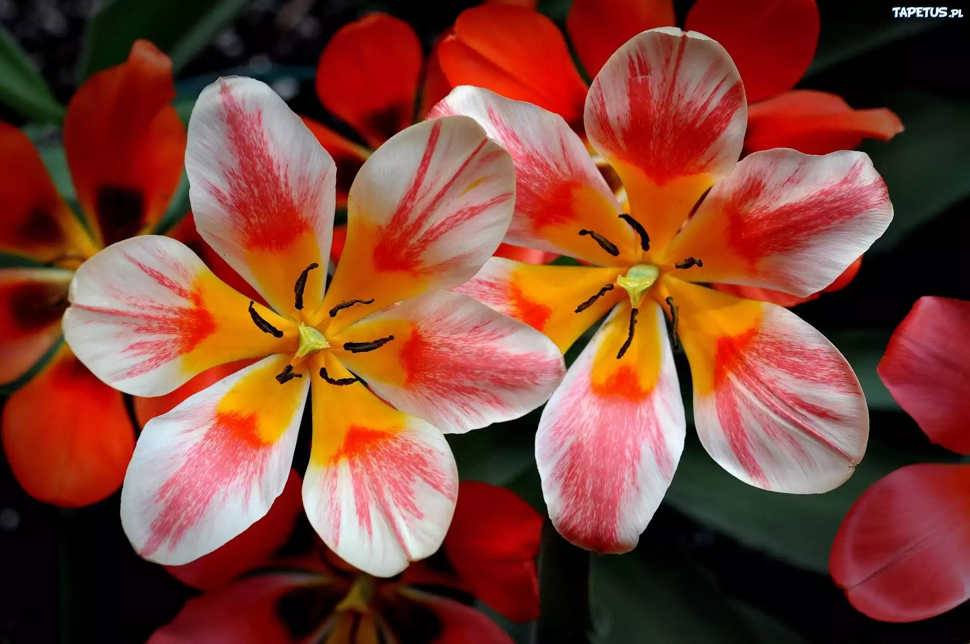 Rozkwitnięte, Kolorowe, Tulipany