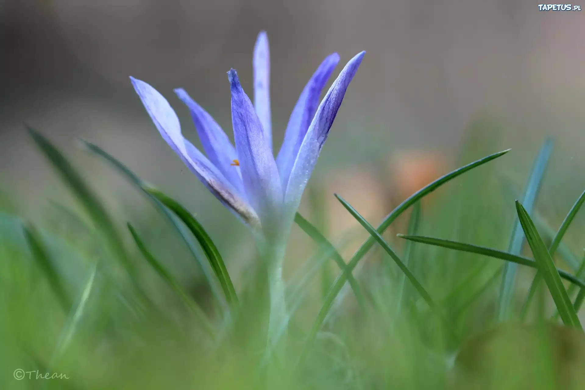 Liliowy, Krokus, Kwiat, Wiosna