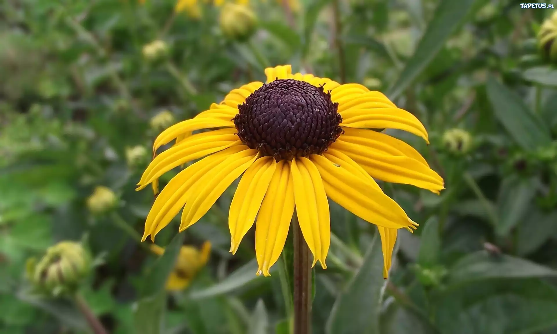 Kwiat, Rudbekia błyskotliwa