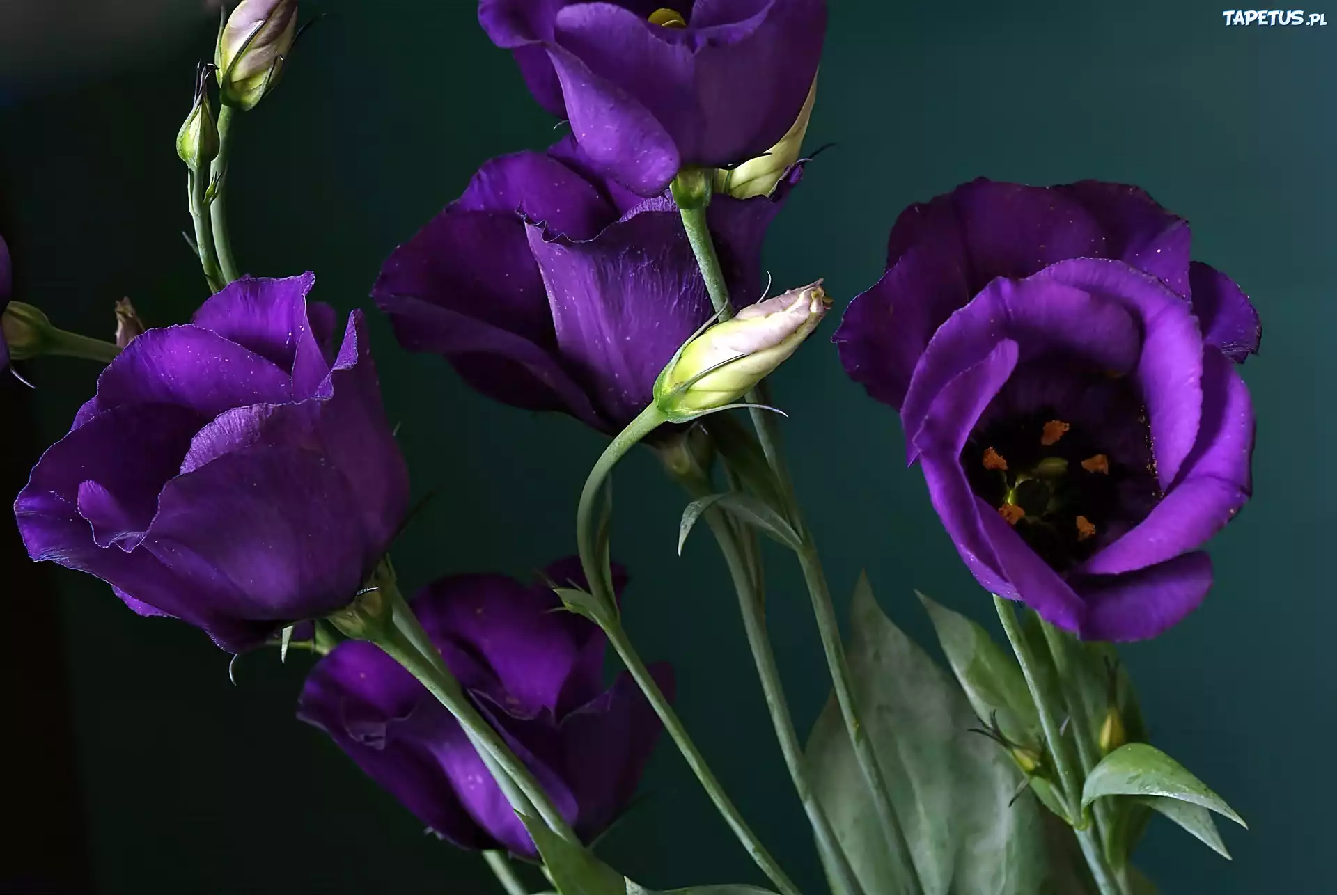 Eustoma, Kwiaty, Pąki