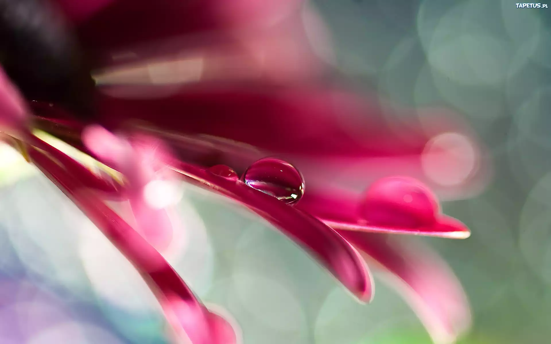 Różowa, Gerbera, Makro, Bokeh, Krople, Wody