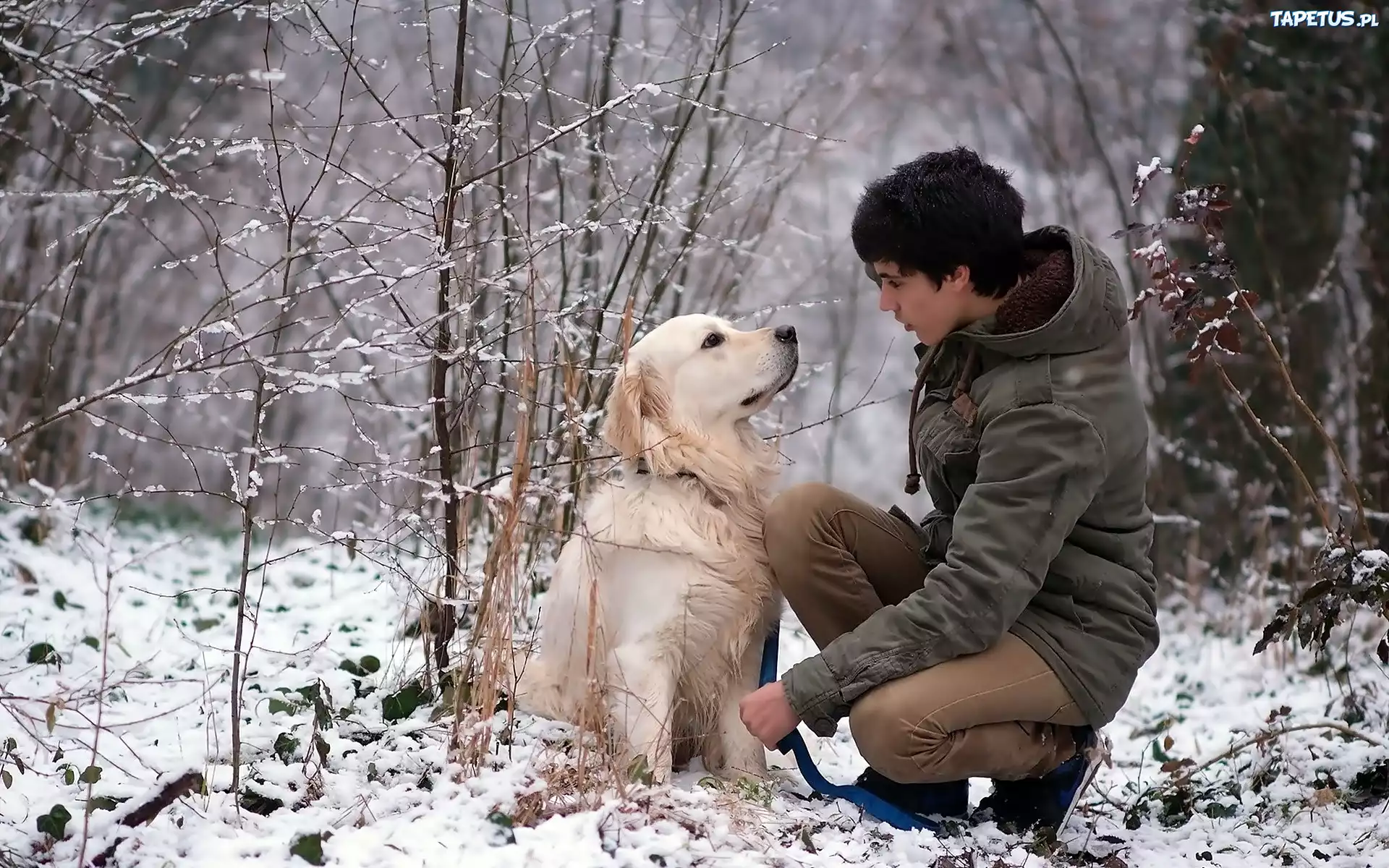 Dziewczyna, Pies, Golden Retriever, Las, Ścieżka, Spacer, Zima
