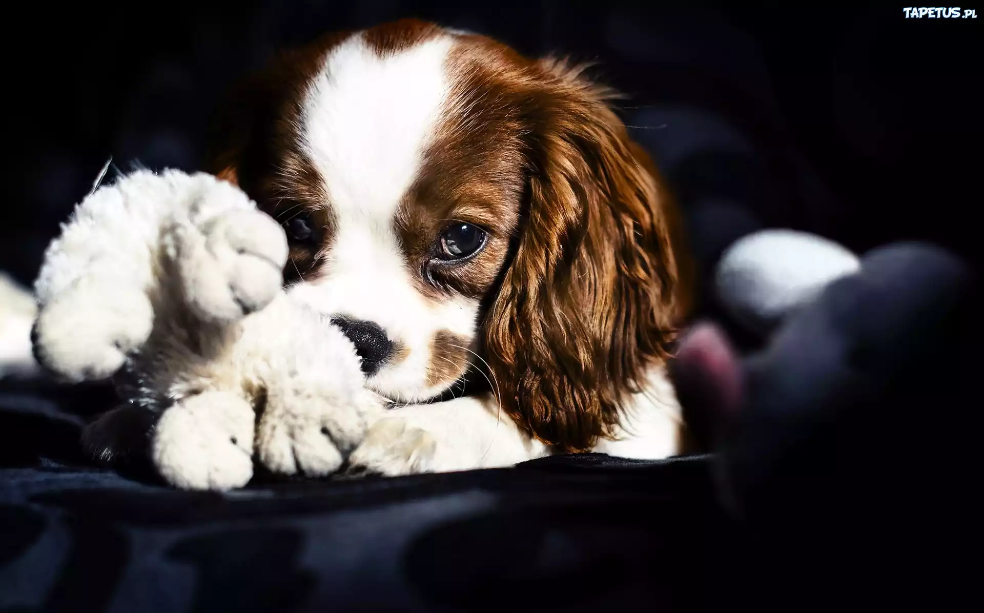 Piesek, Szczeniak, King Charles Spaniel