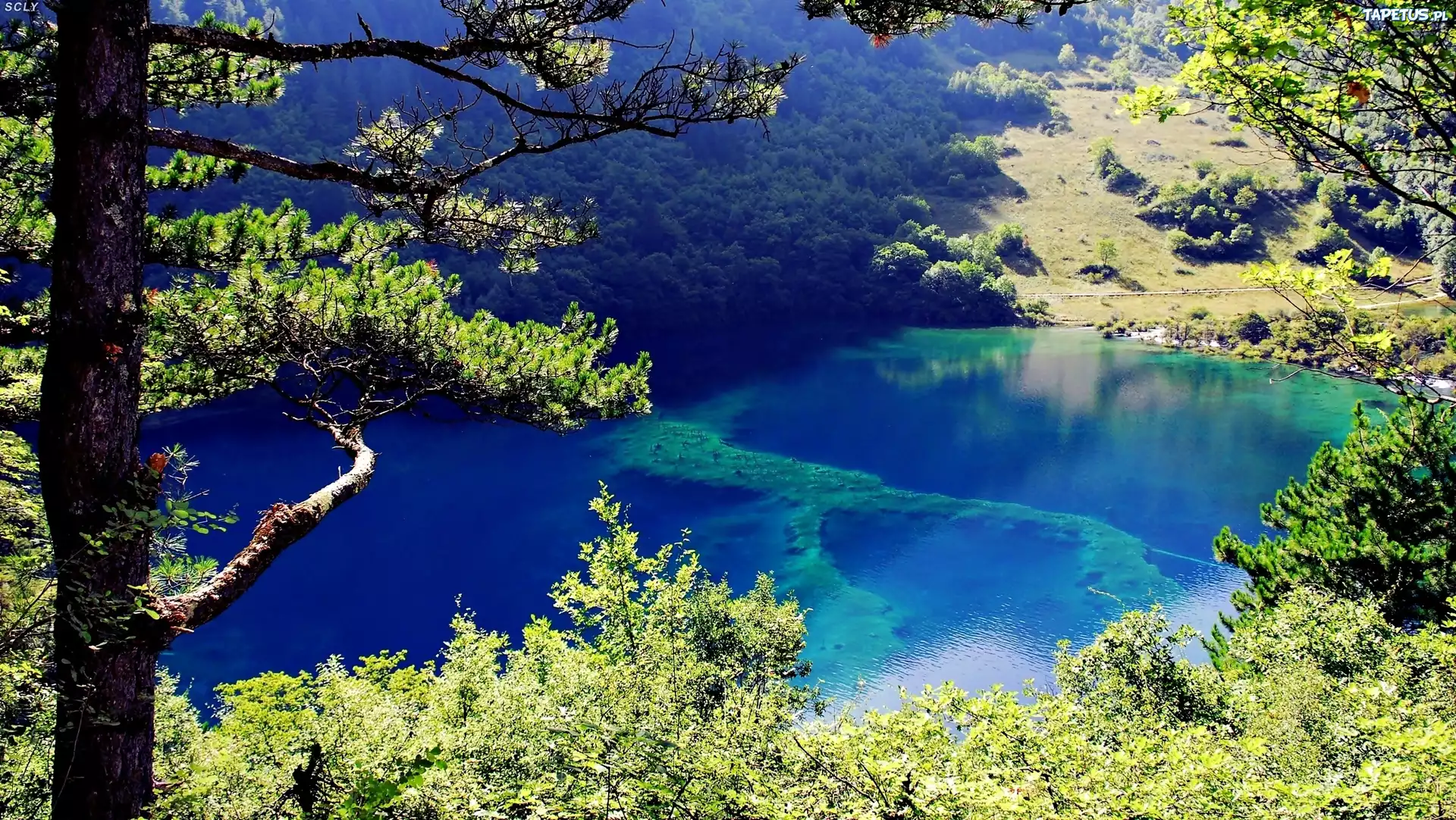 Jezioro, Las, Szwajcaria