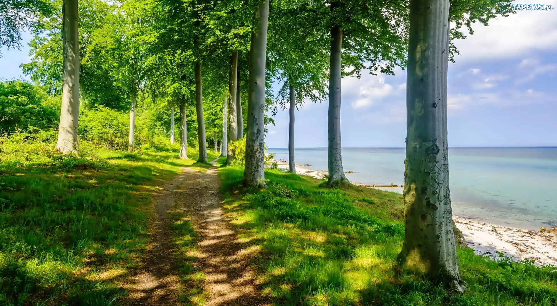 Las, Ścieżka, Jezioro