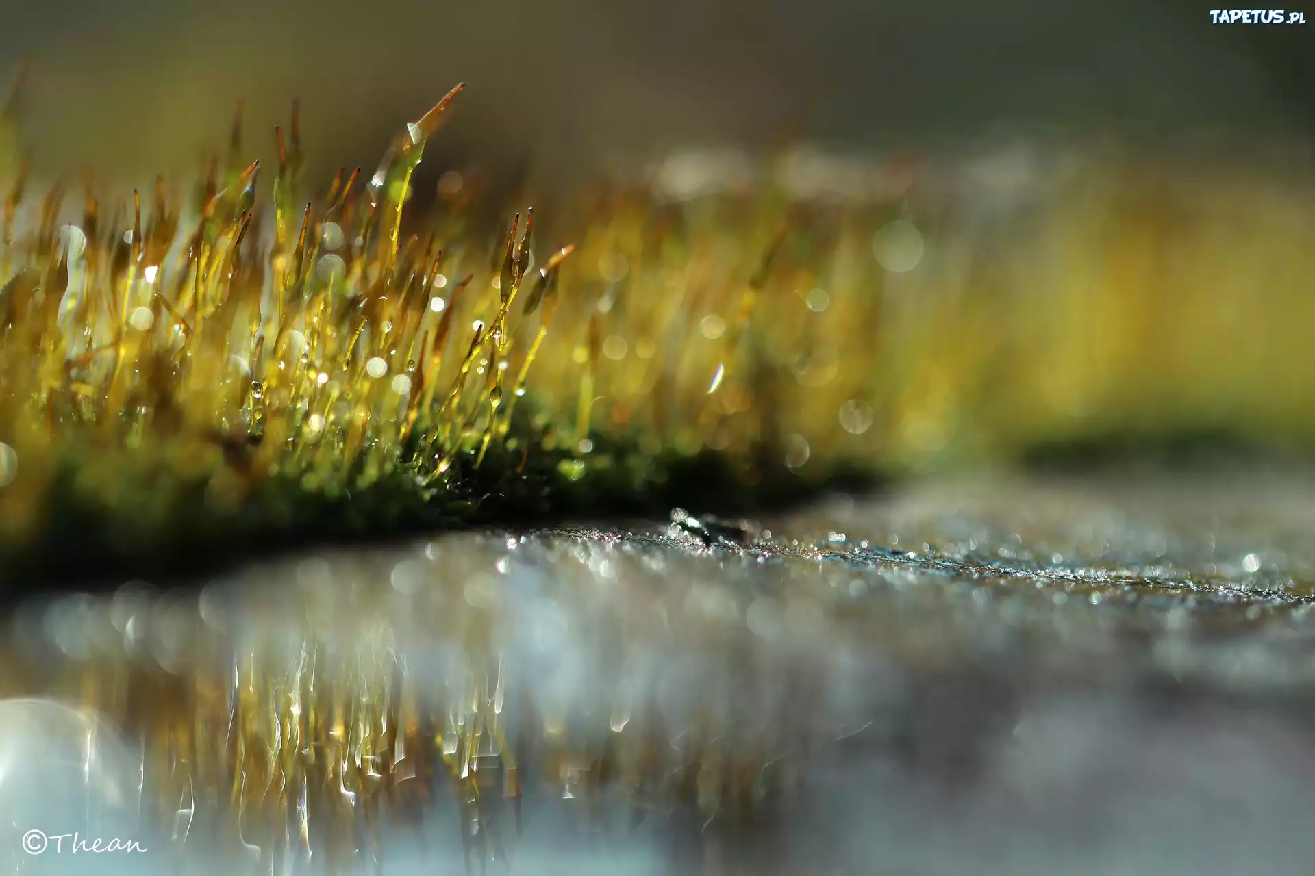Mchy, Źdźbła, Bokeh, Makro