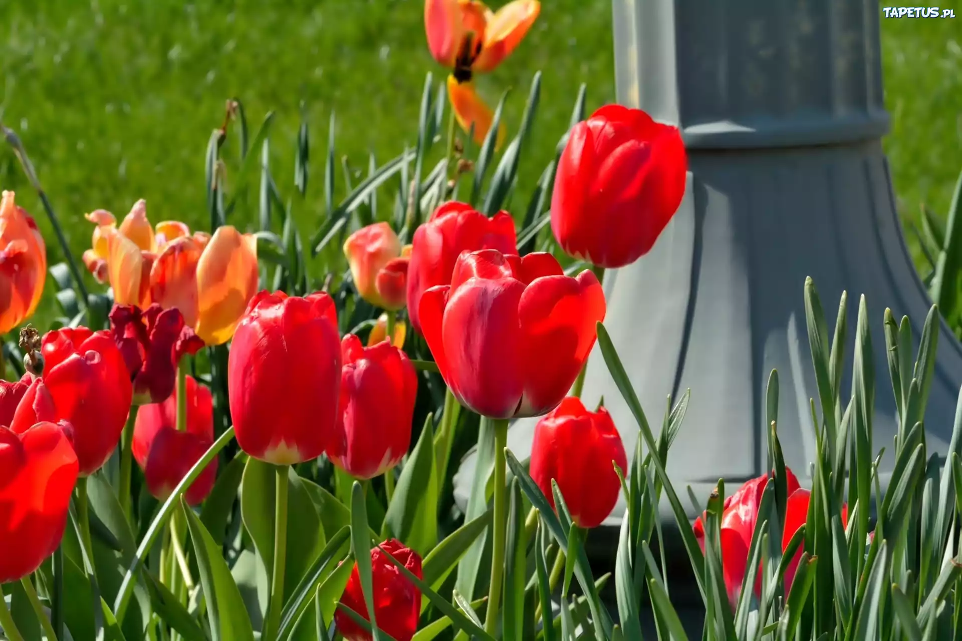 Czerwone, Tulipany