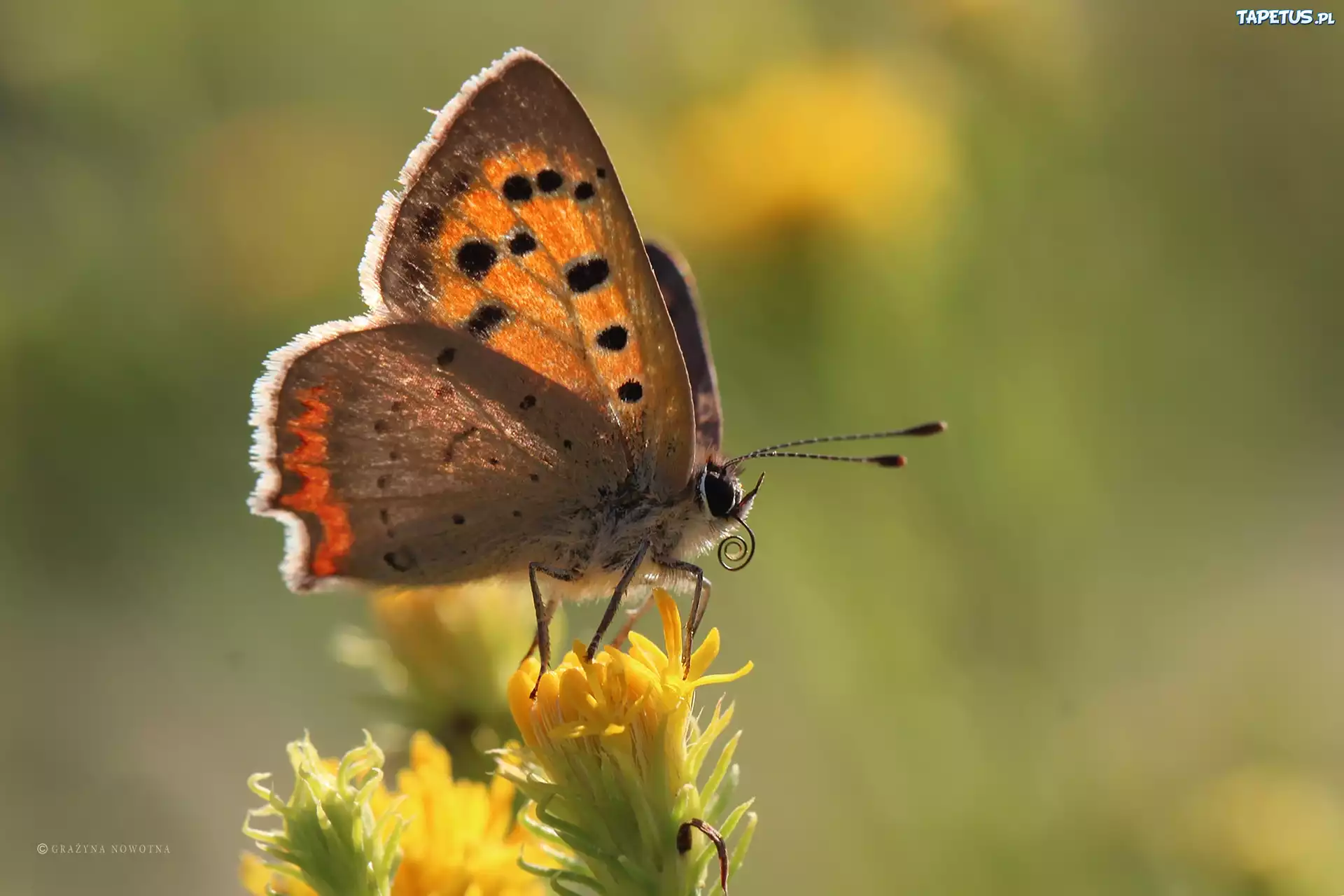 Motyl, Czerwończyk, Owad