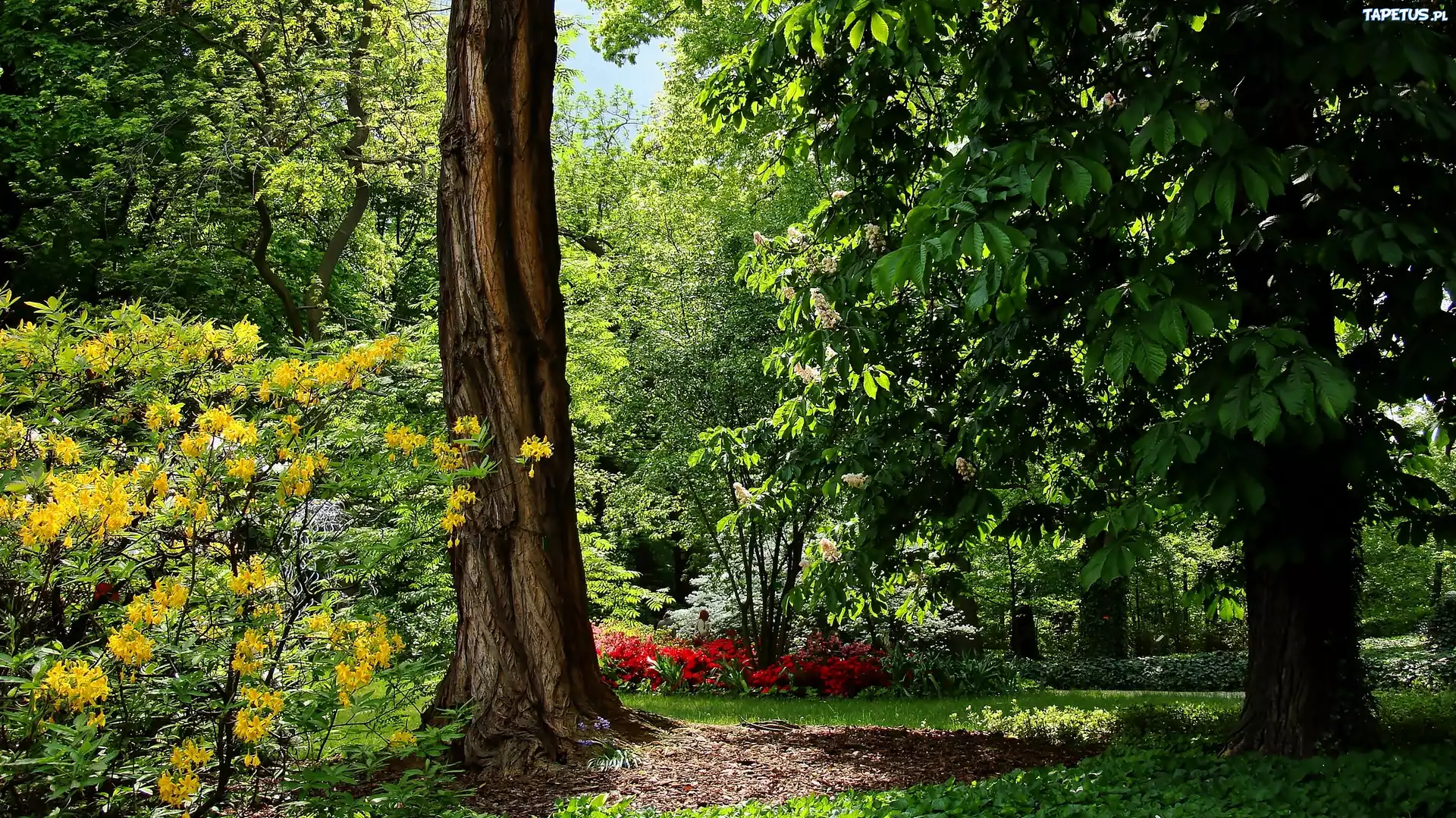 Wiosna, Park, Drzewa, Różanecznik
