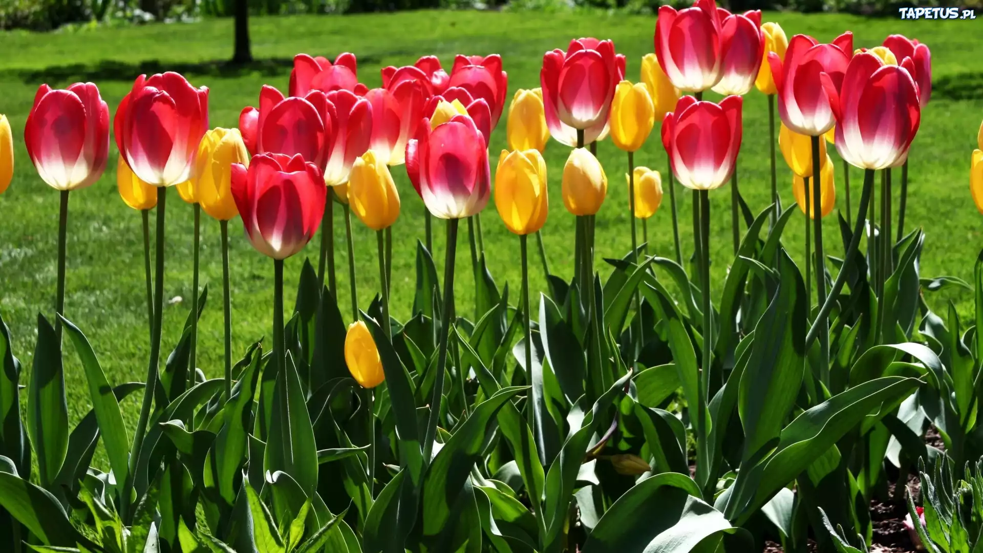 Czerwone, Żółte, Tulipany