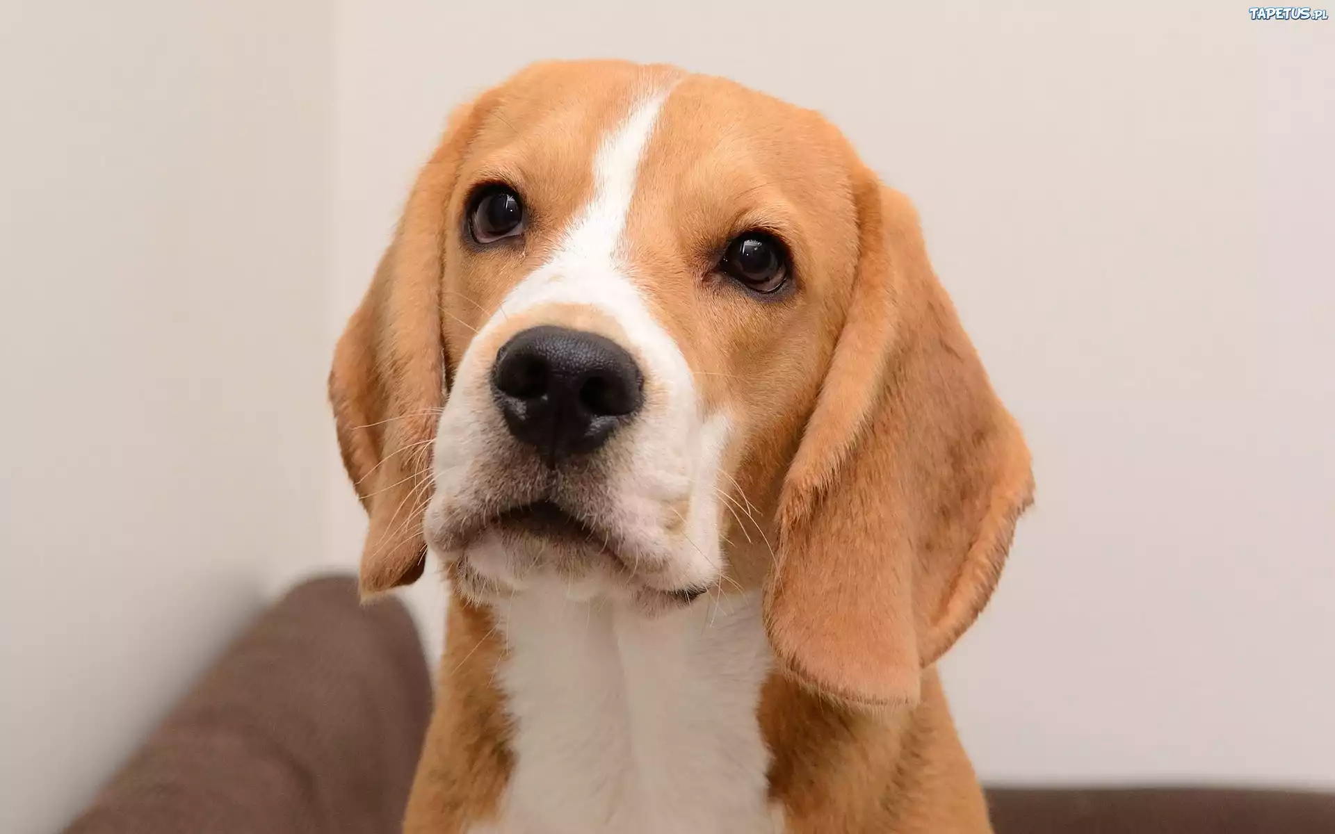 Beagle, Mordka