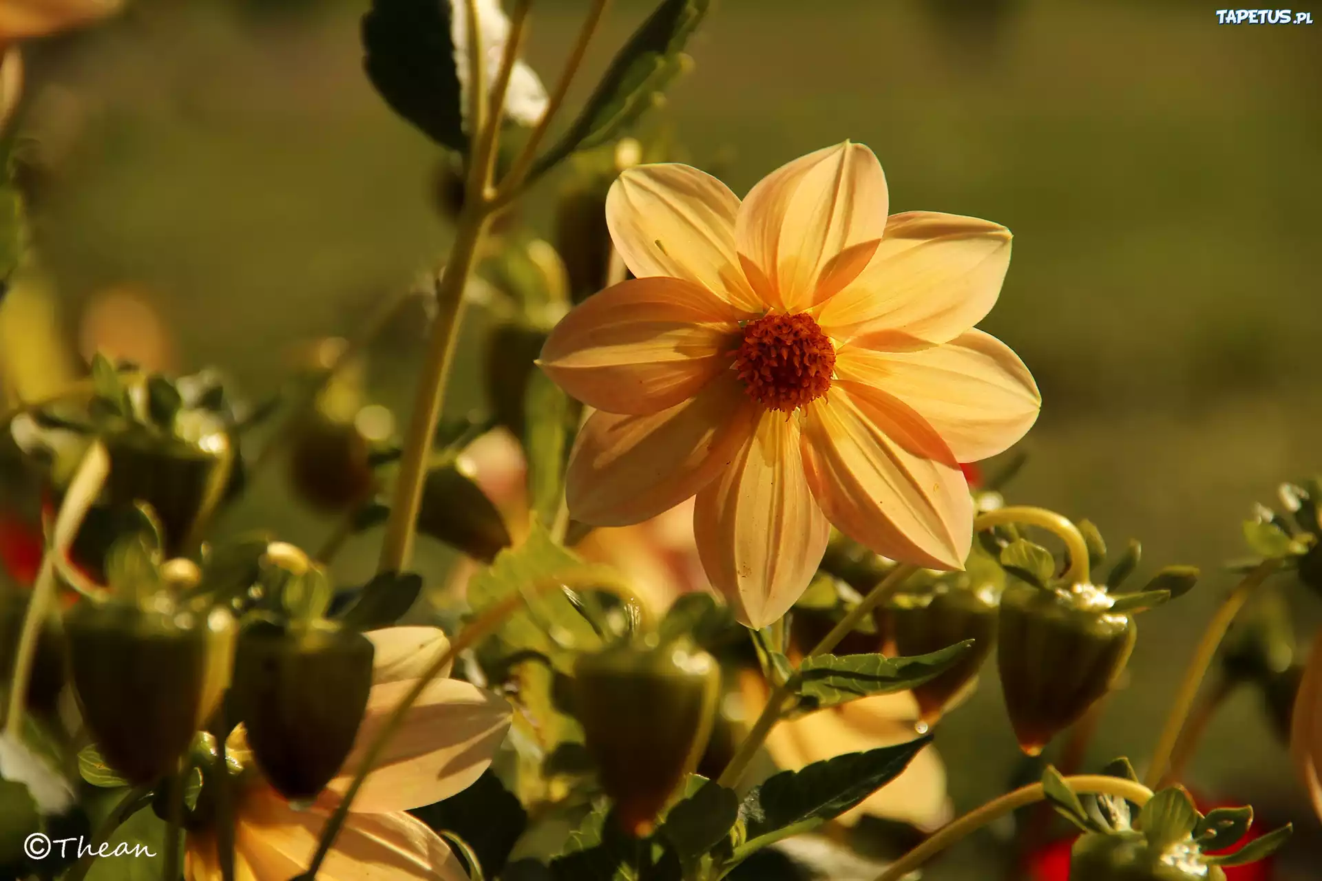 Dalia, Kwiat