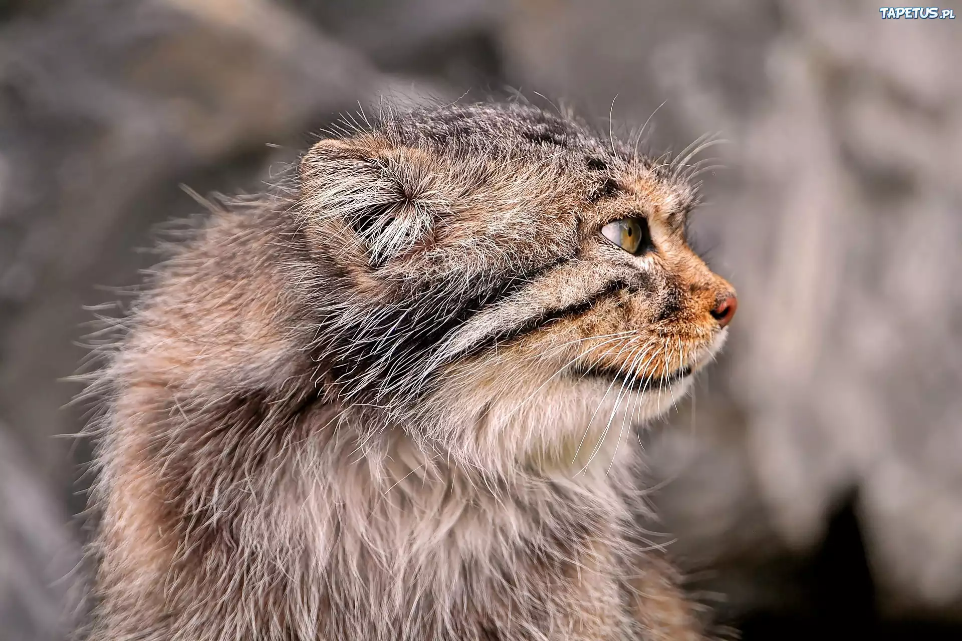 Manul, Zbliżenie