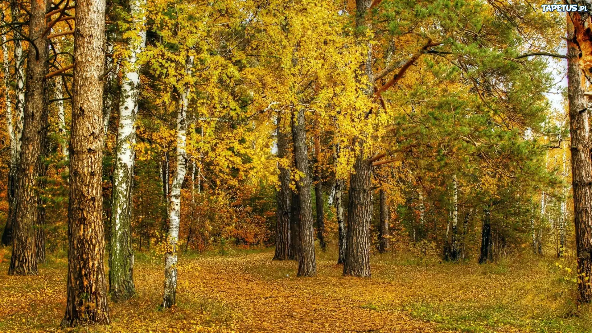 Las, Drzewa, Liście, Jesień