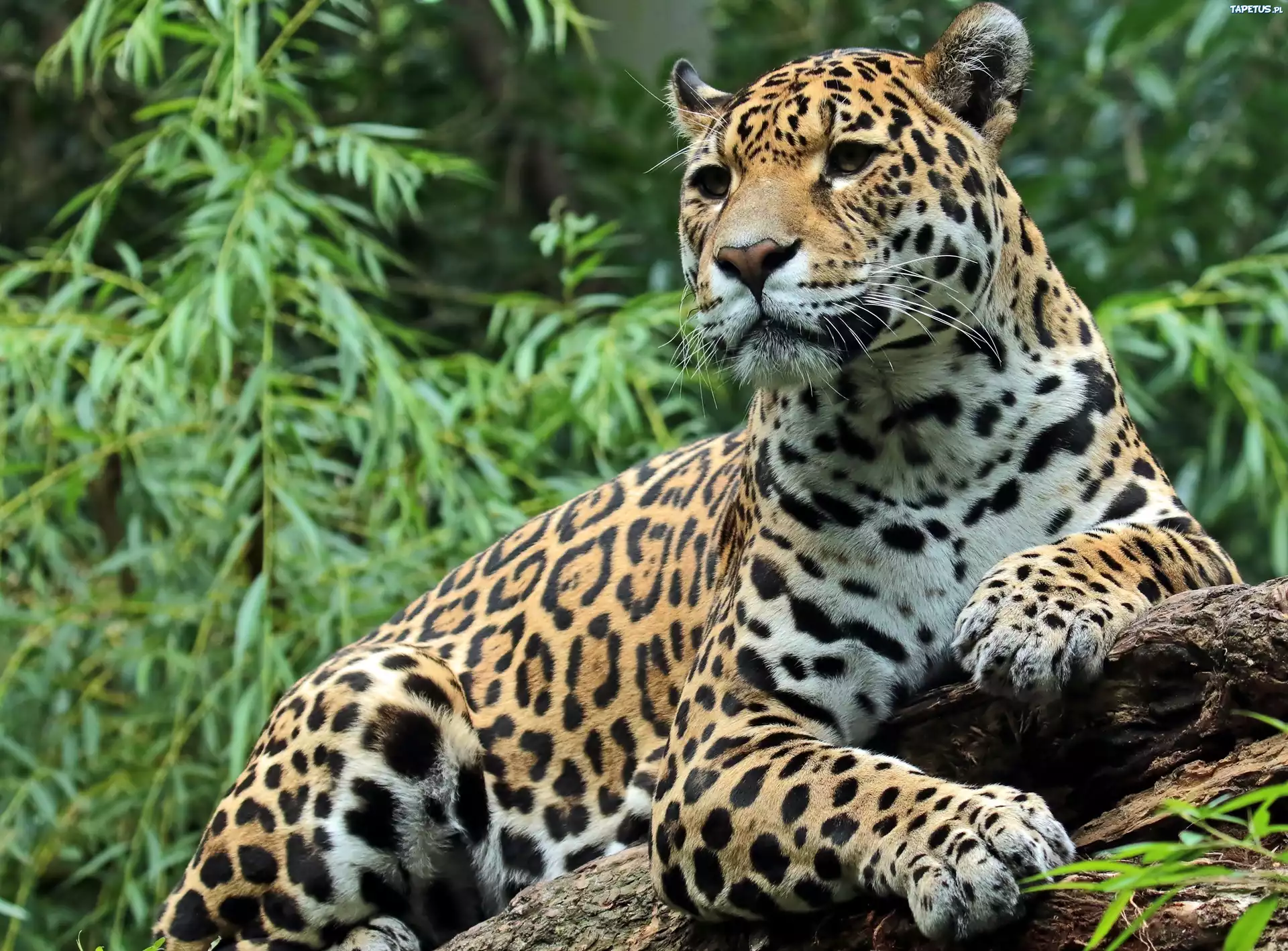 Jaguar, Gałązki, Konar, Drzewa