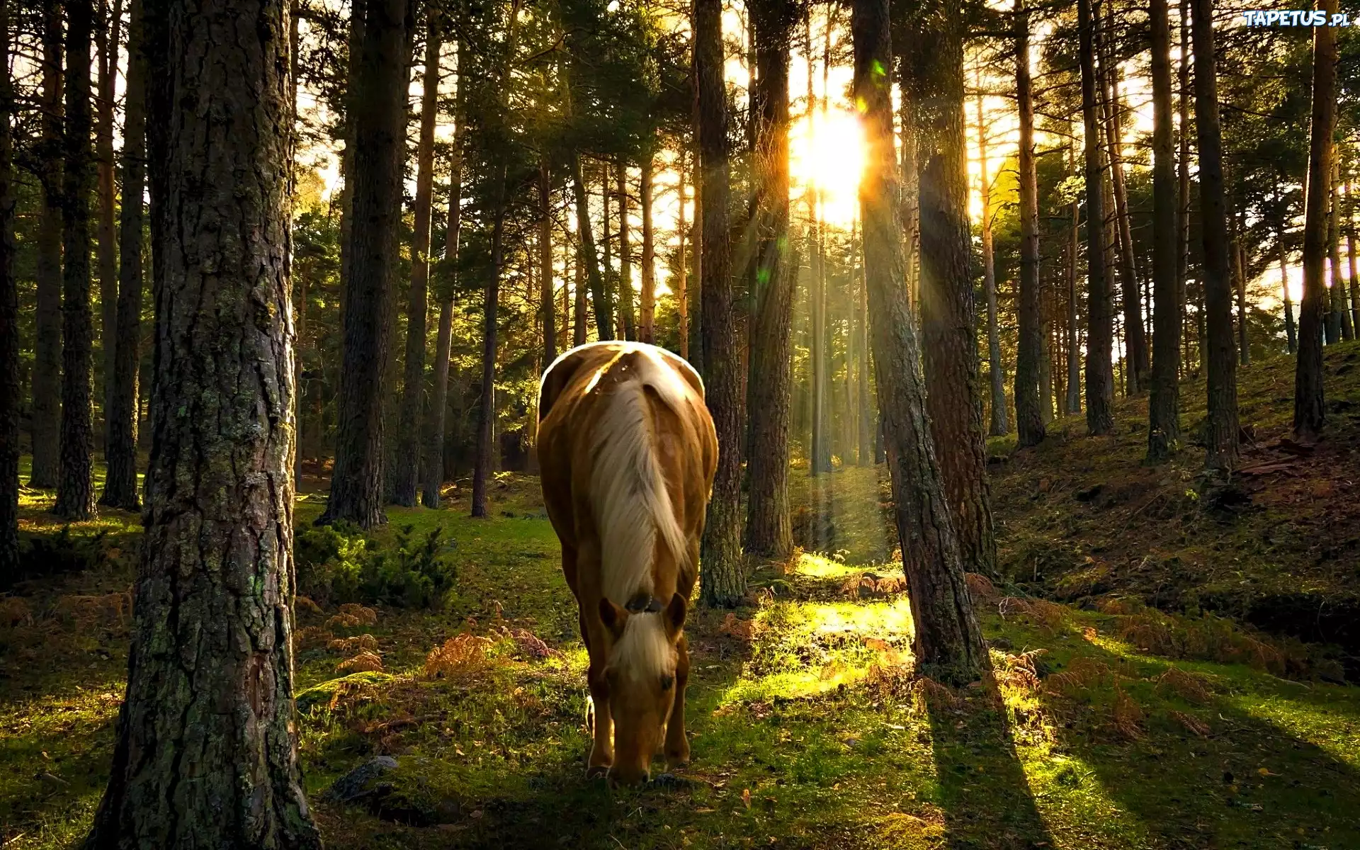 лошадь конь лес поляна загрузить