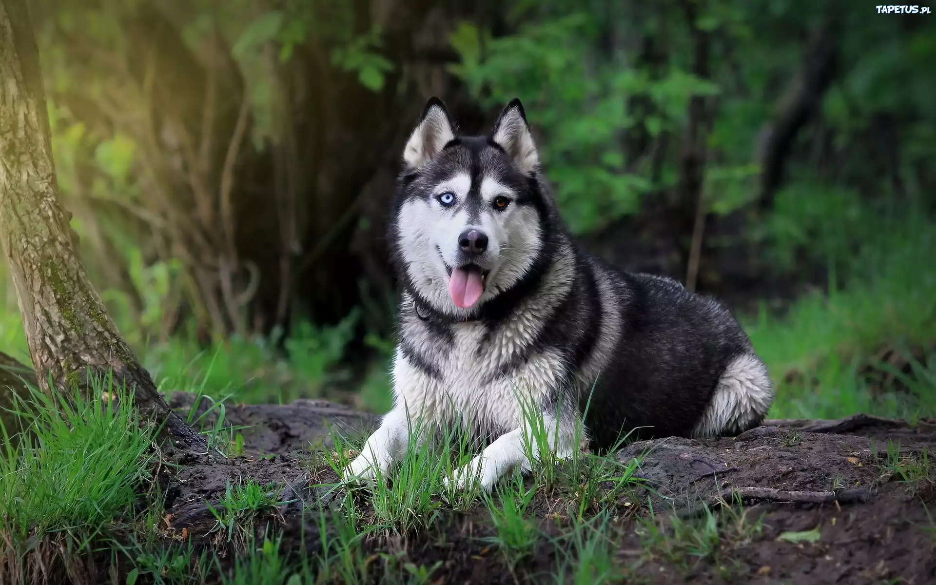 Siberian Husky, Język, Trawa