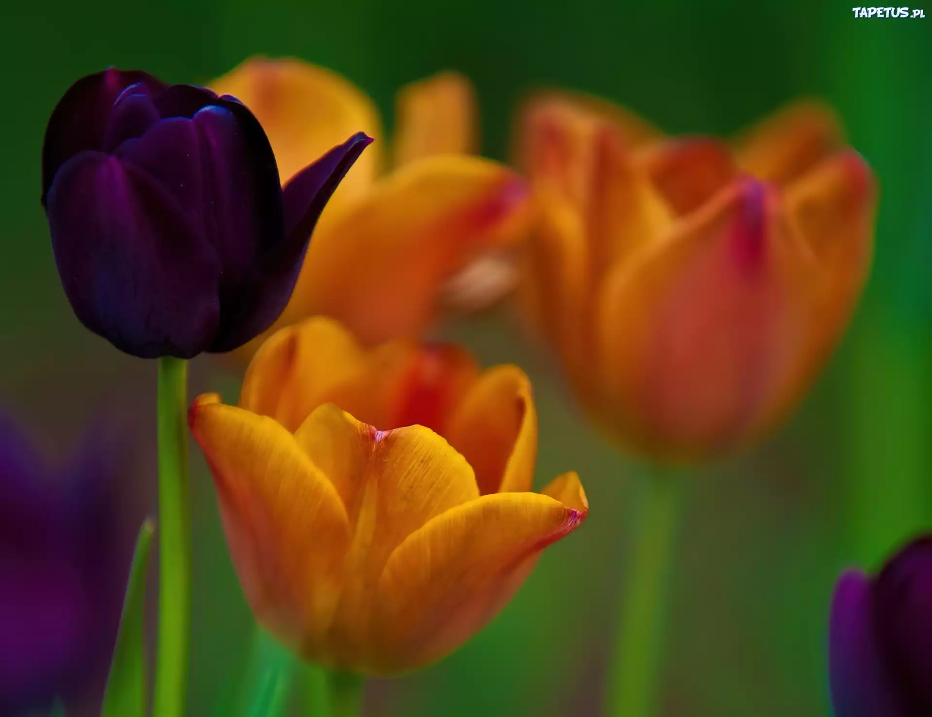 Kolorowe, Tulipany