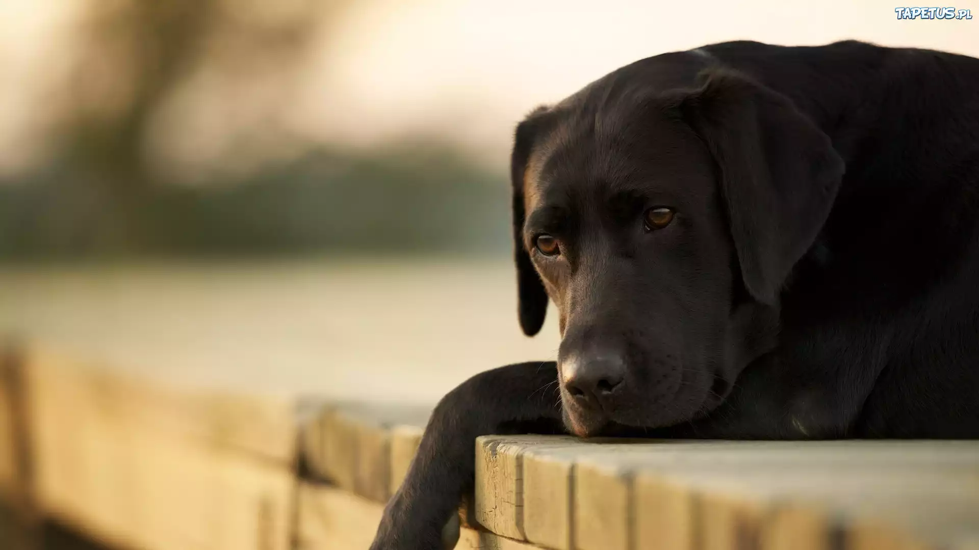 Smutny, Labrador