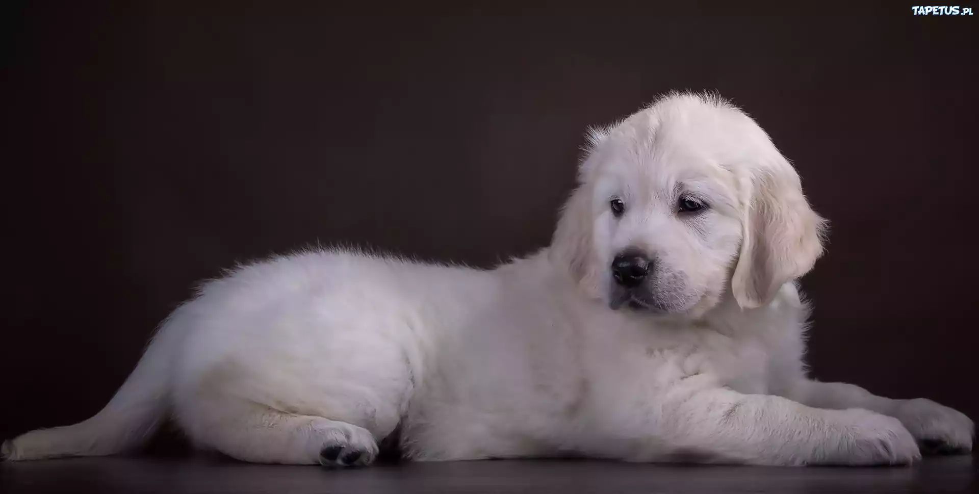 Golden, Retriever, Szczeniaczek, Biały