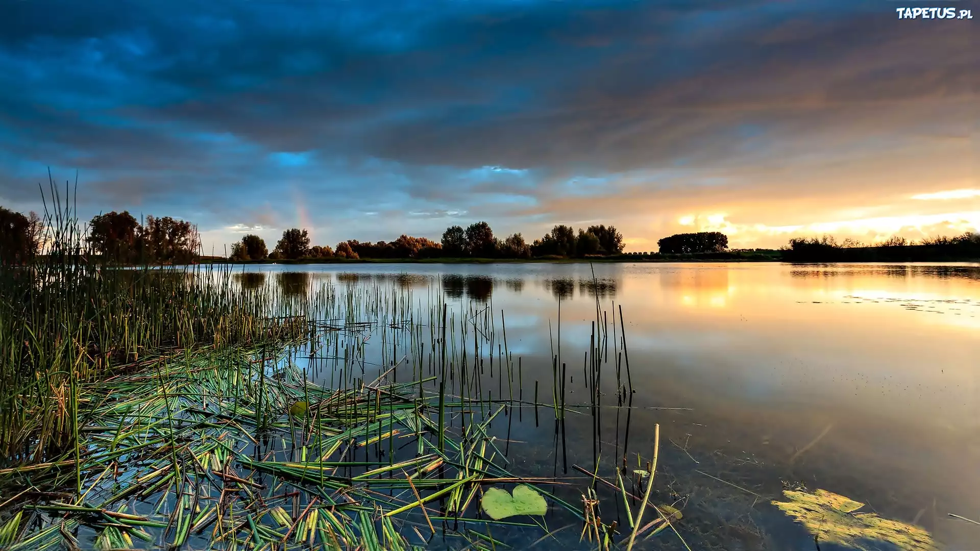 Jezioro, Zachód Słońca, Trzcina, Drzewa