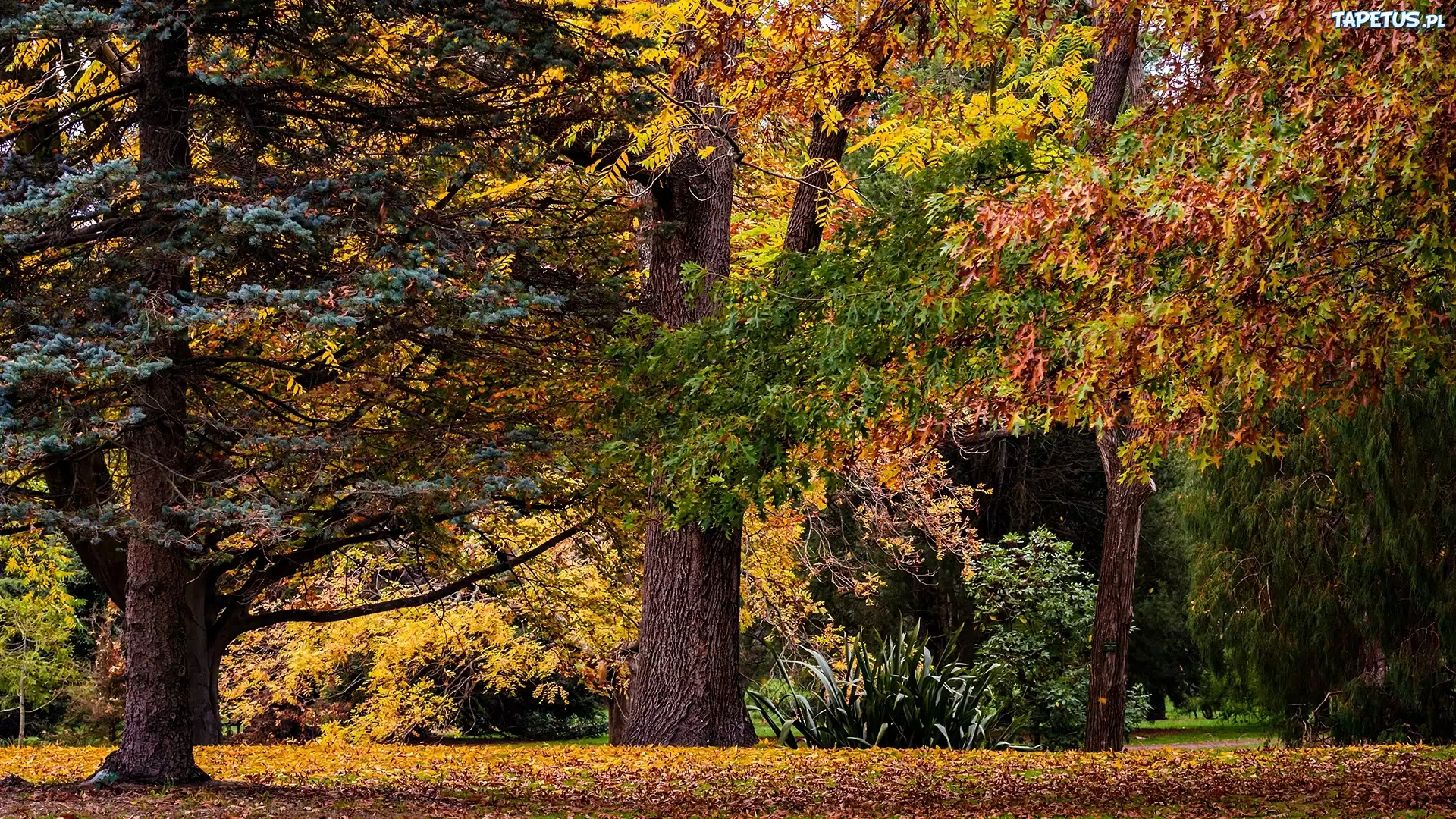 Park, Jesień, Drzewa