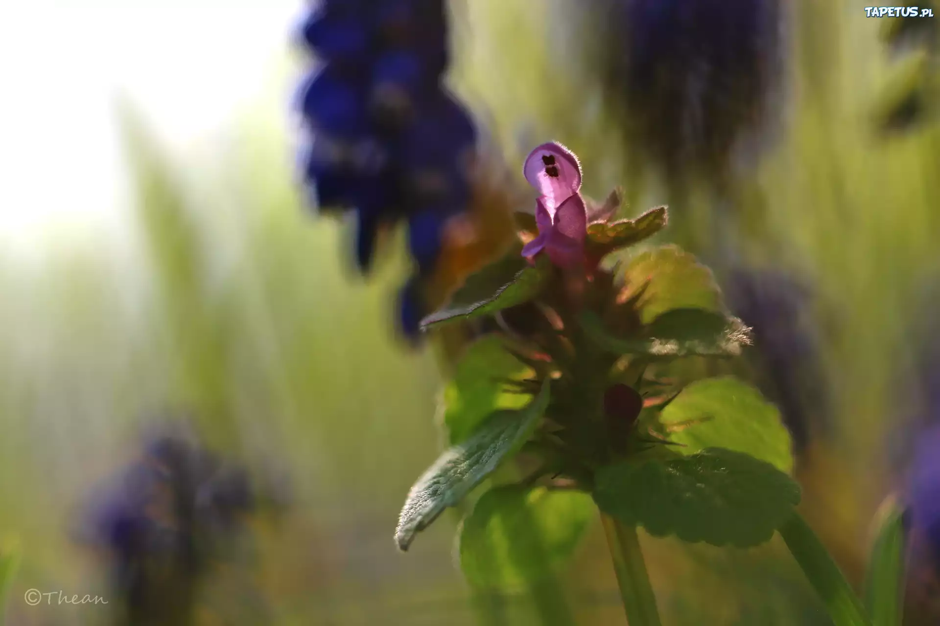 Pokrzywa, Jasnota Purpurowa, Fioletowy, Kwiat