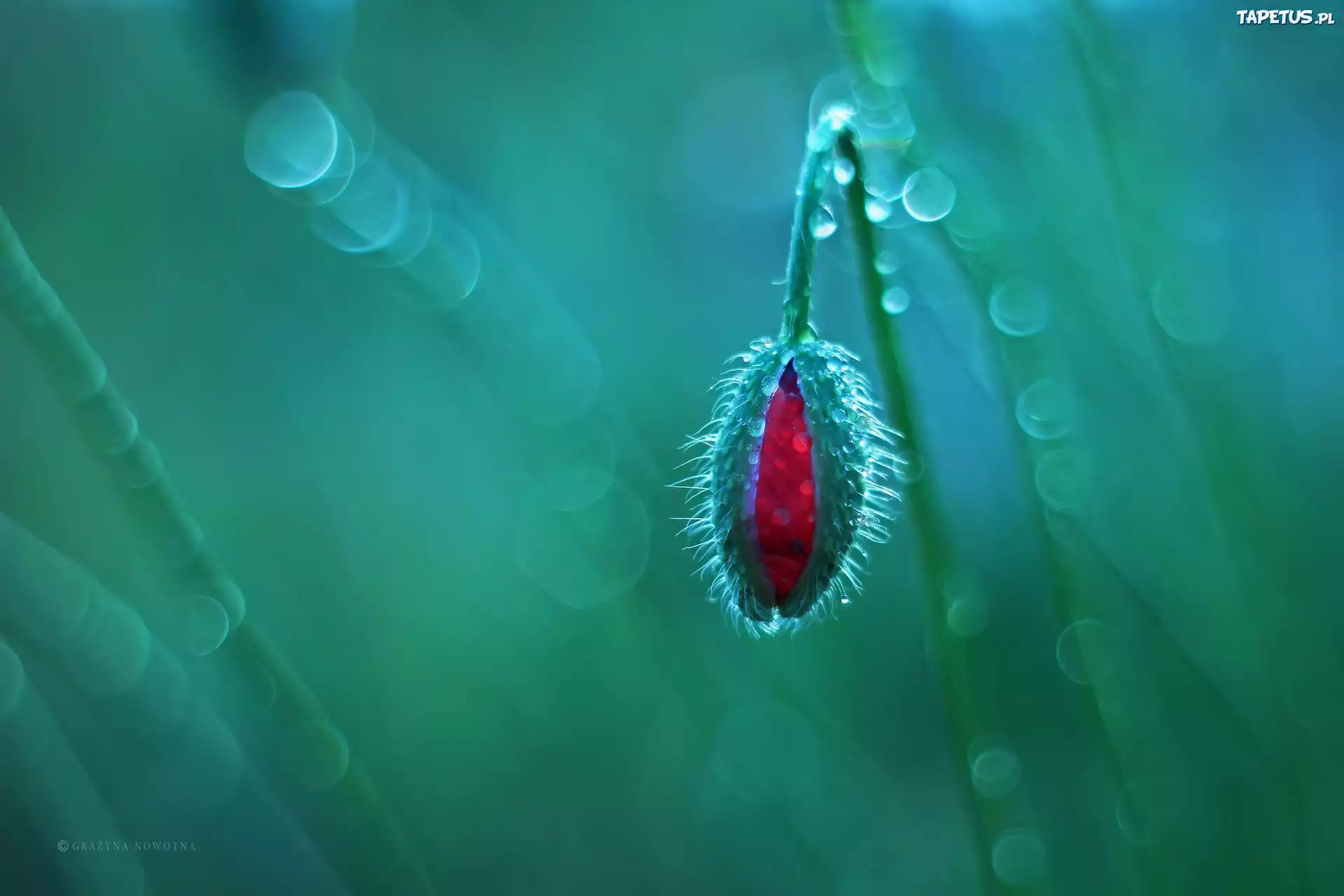 Mak, Czerwony, Pąk, Bokeh