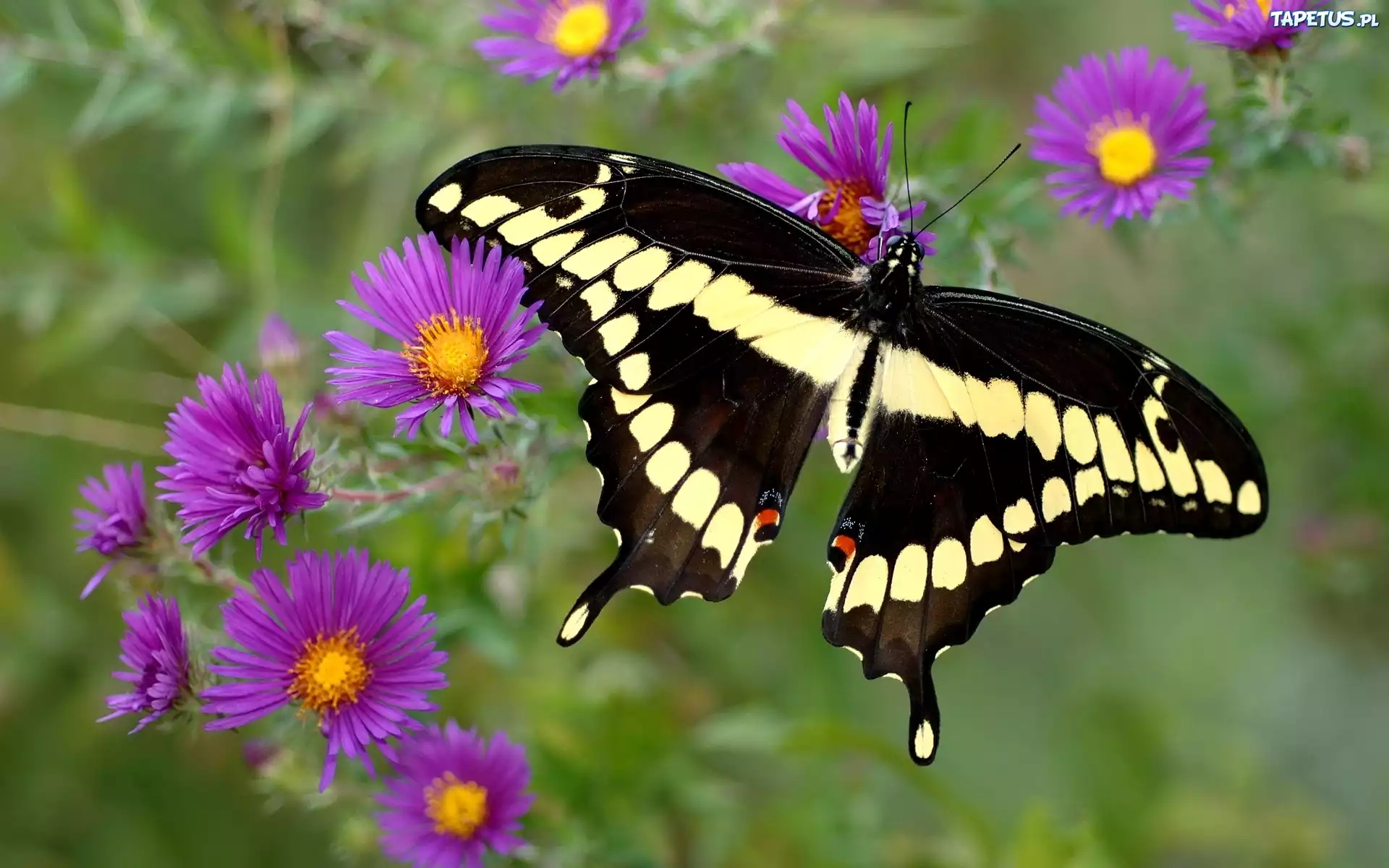 Motyl, Purpurowe, Kwiaty