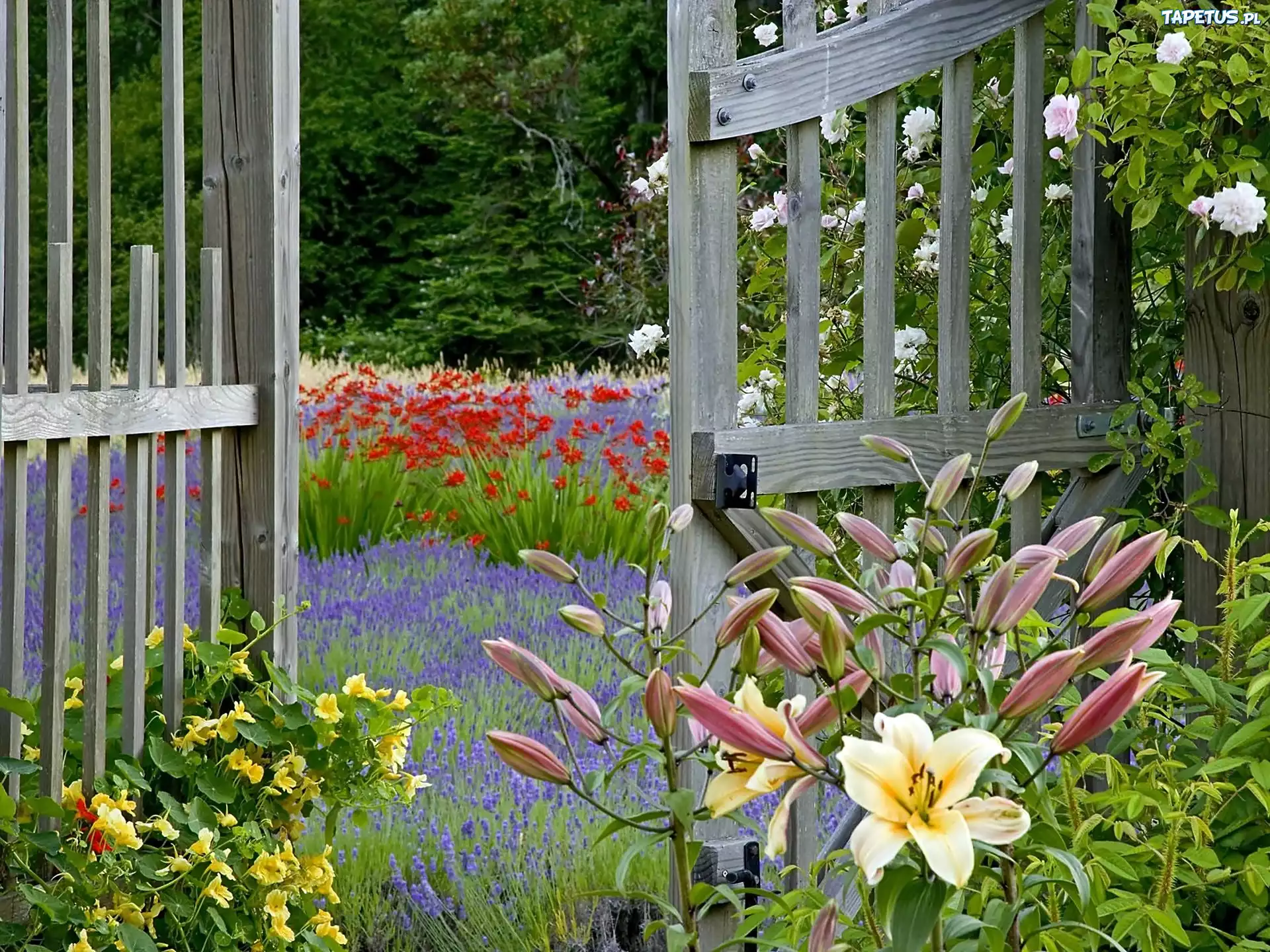В саду гудят. Огородики и палисадники в стиле Кантри. Цветы в саду. Цветы на заборе. Цветы летние садовые.