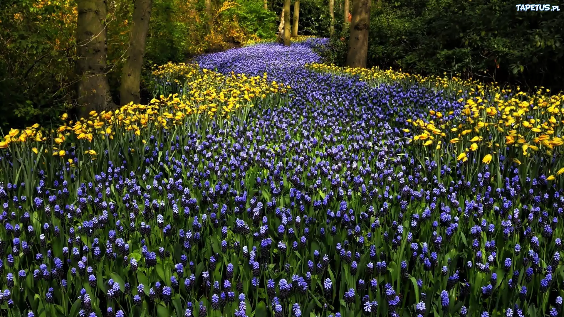 Park, Drzewa, Kwiaty, Szafirki, Tulipany