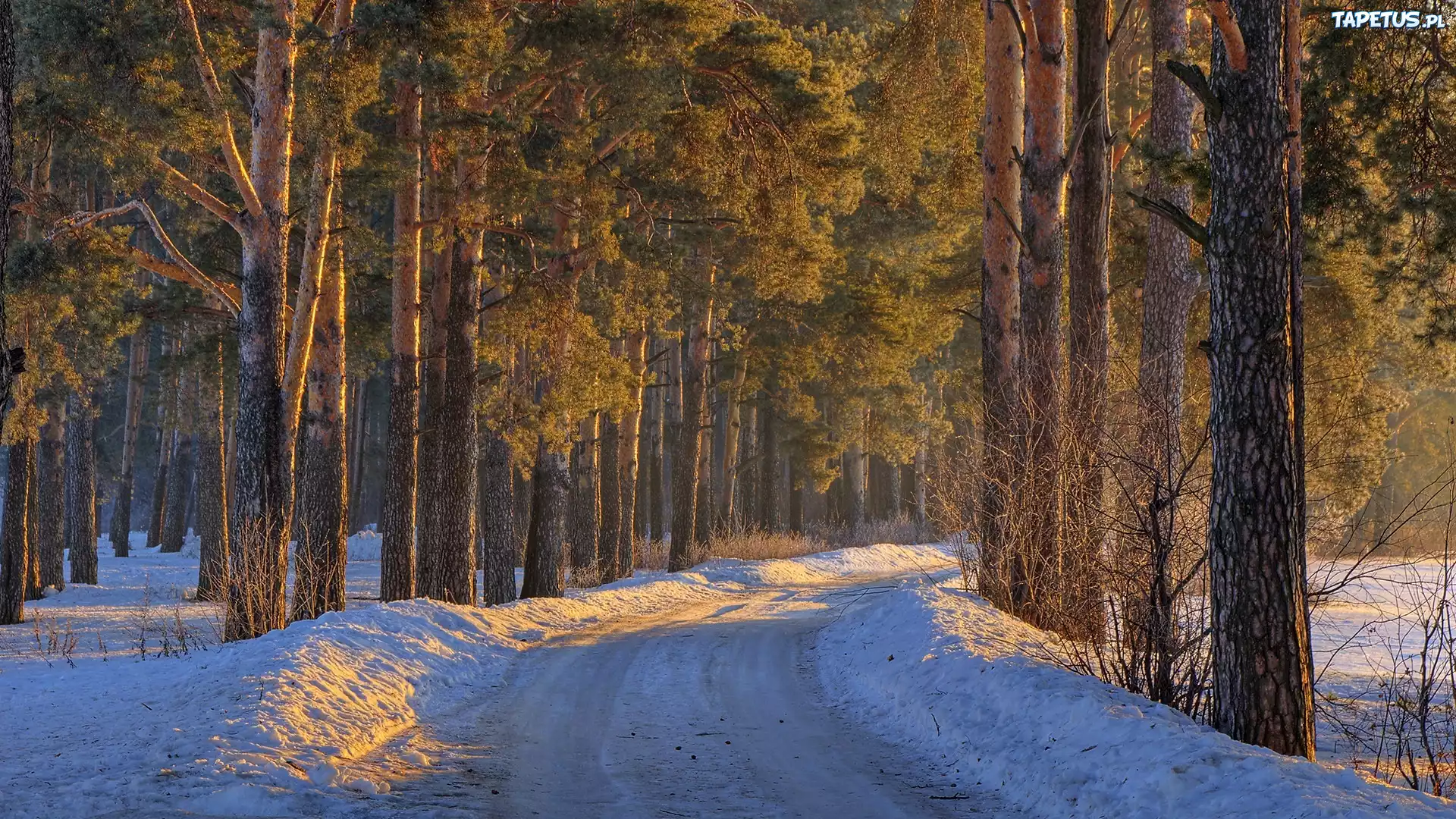 Снег зима дорога лес бесплатно