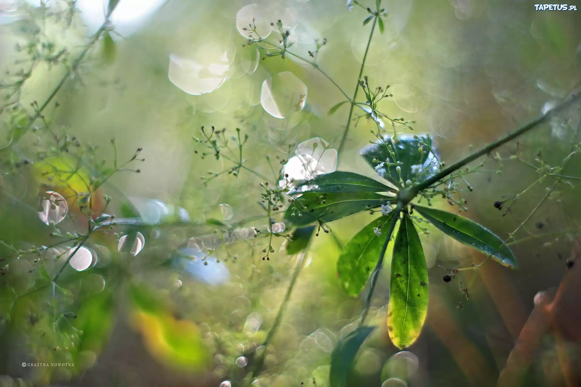Liście, Rośliny, Bokeh