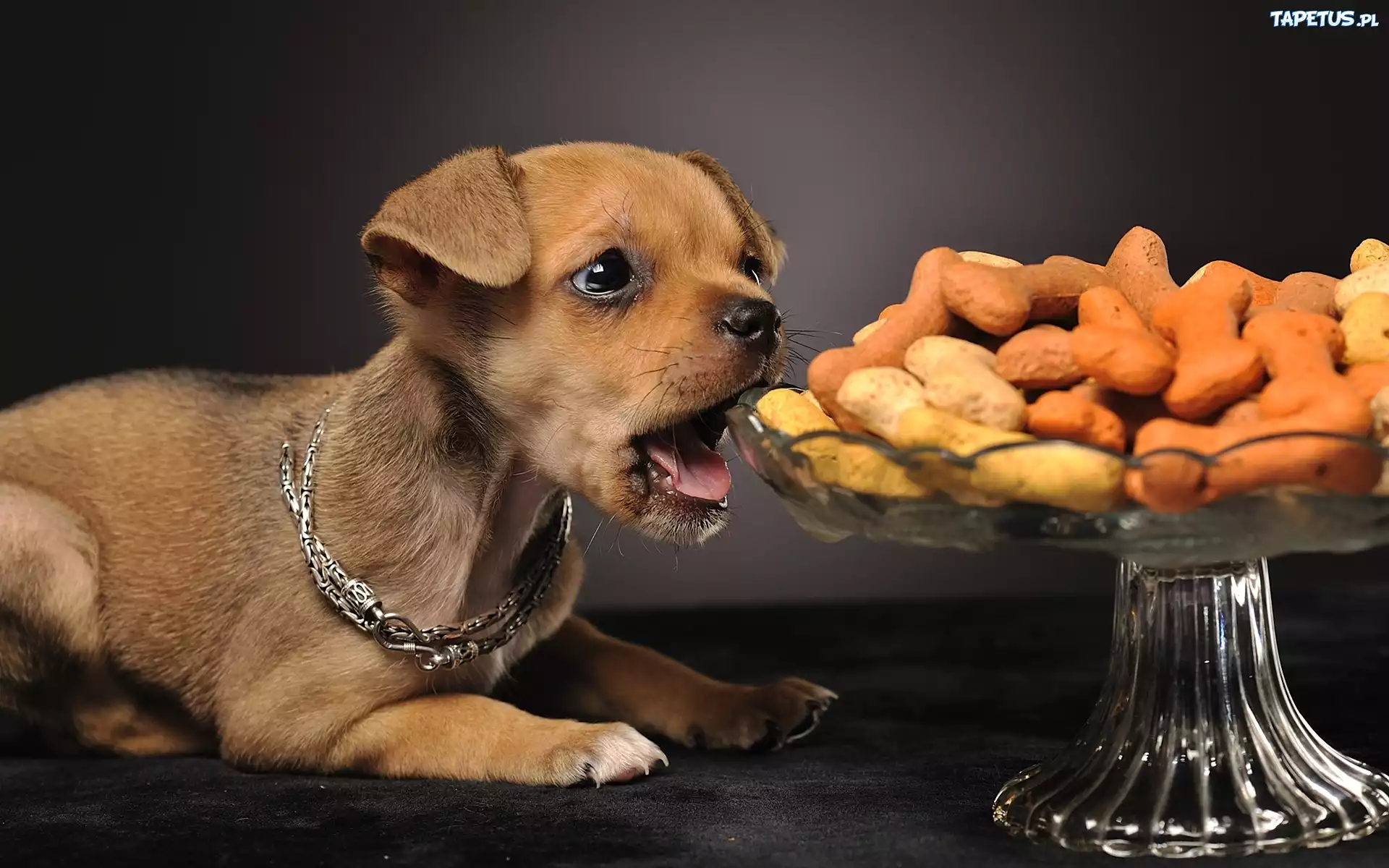 Pies, Chihuahua, Jedzenie